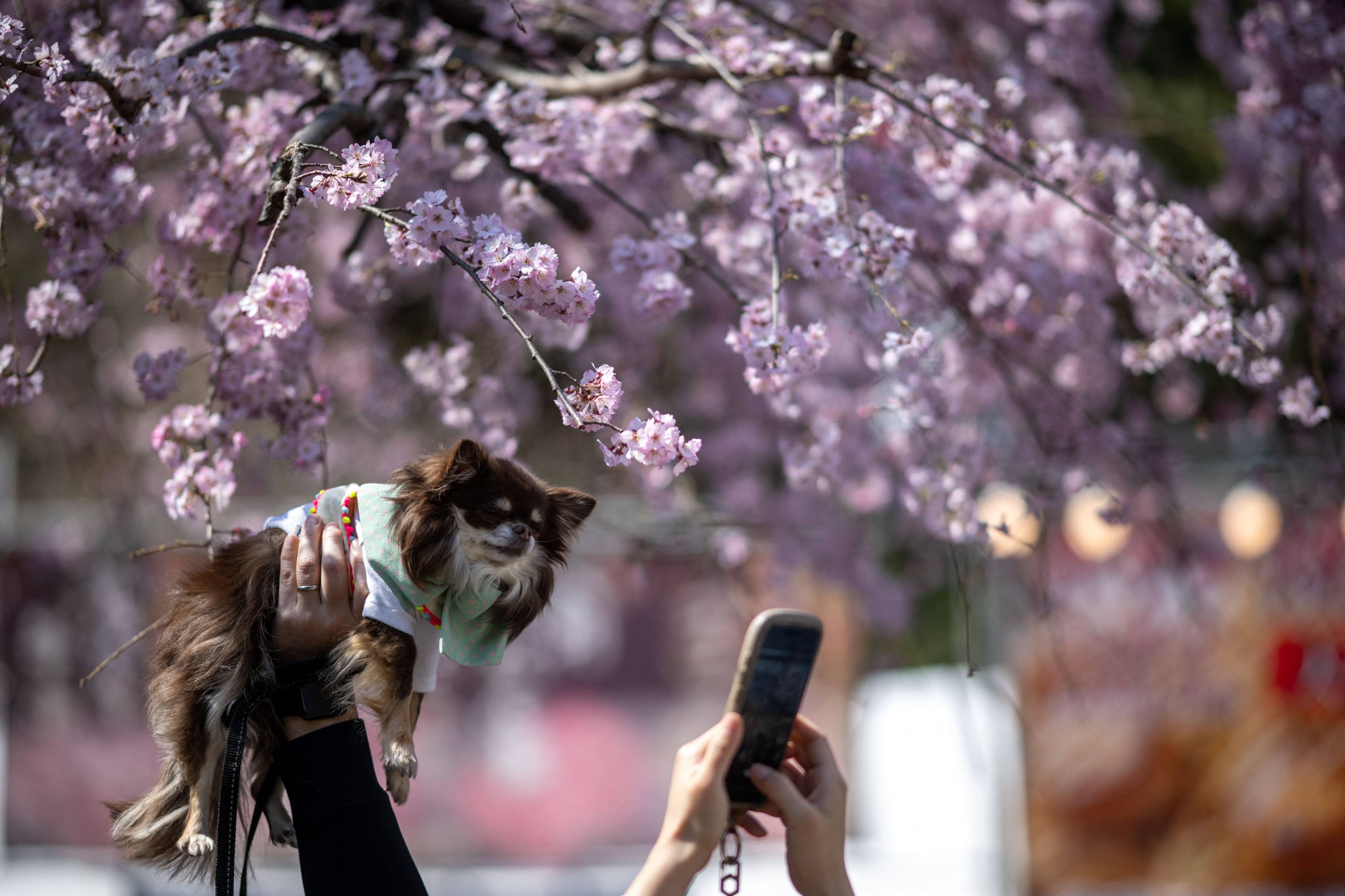 Say “bark!” People take pictures with their dog under a cherry blossom tree at Ueno Park in Tokyo. Photo: AFP