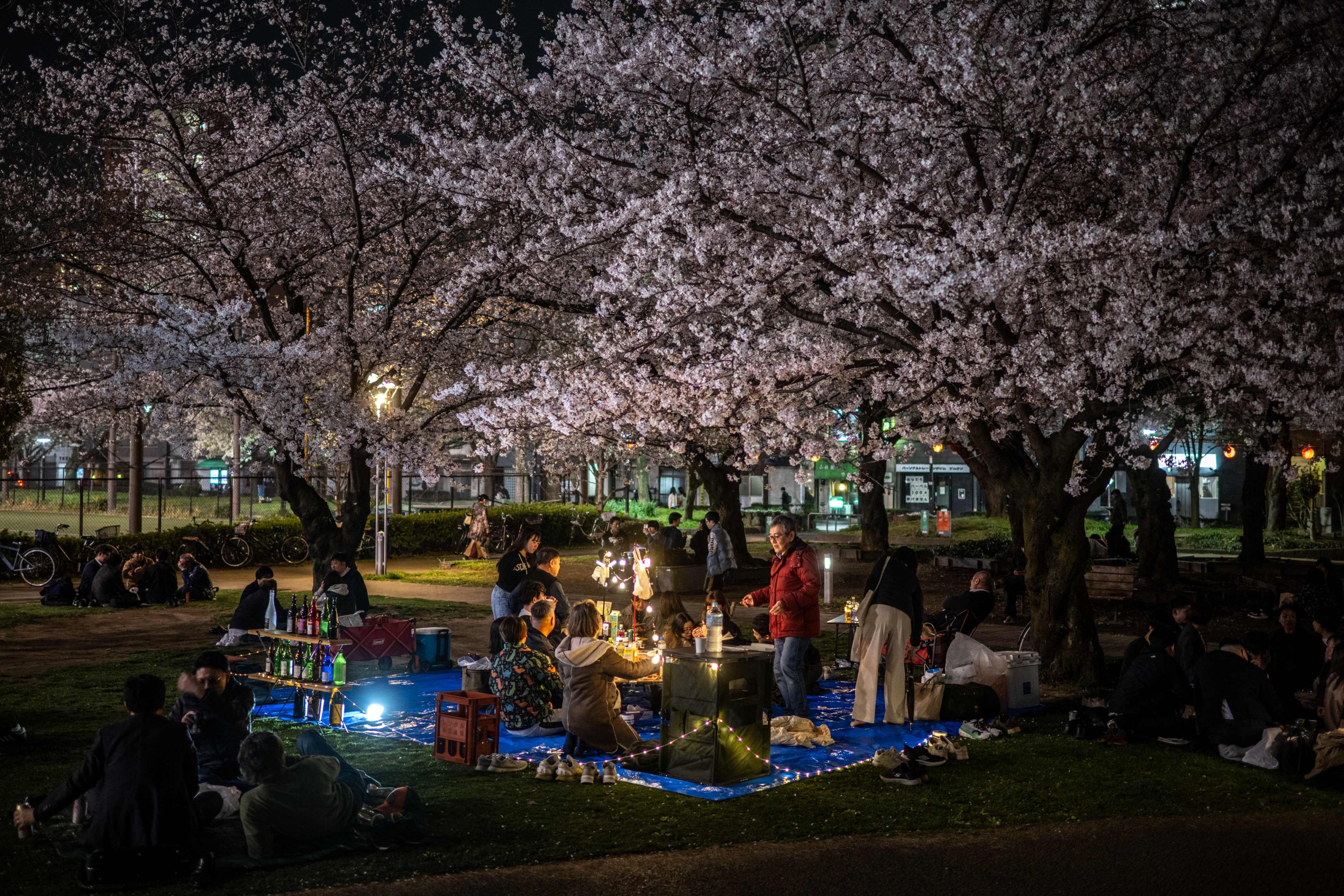 scmp.com - Julian Ryall - 'Tourism pollution': Japan's cherry blossom season reignites cultural conflict