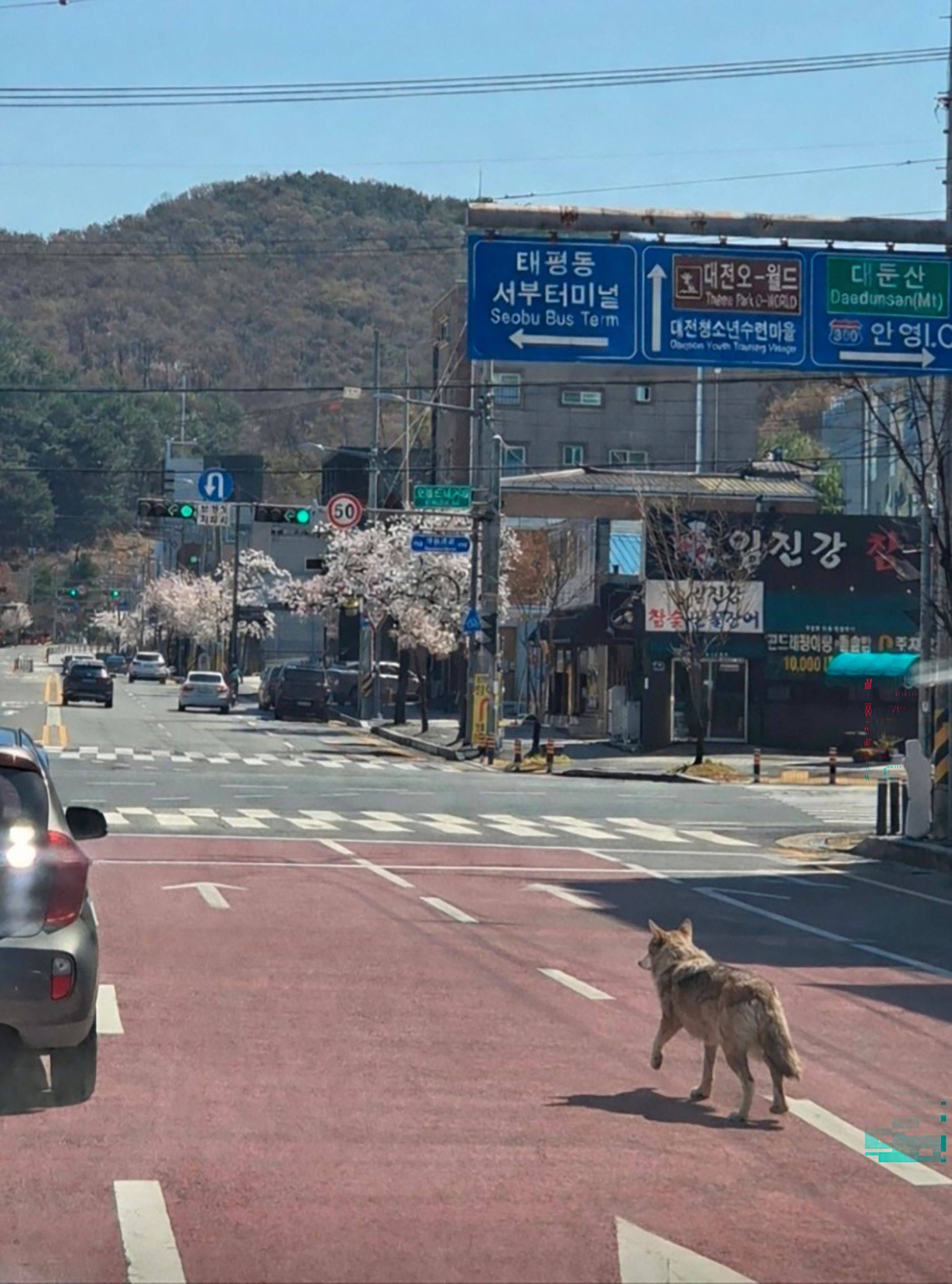 A wolf that escaped from a zoo is seen walking along a road in Daejeon on Wednesday. Photo:  Daejeon Fire Headquarters/Yonhap/AFP