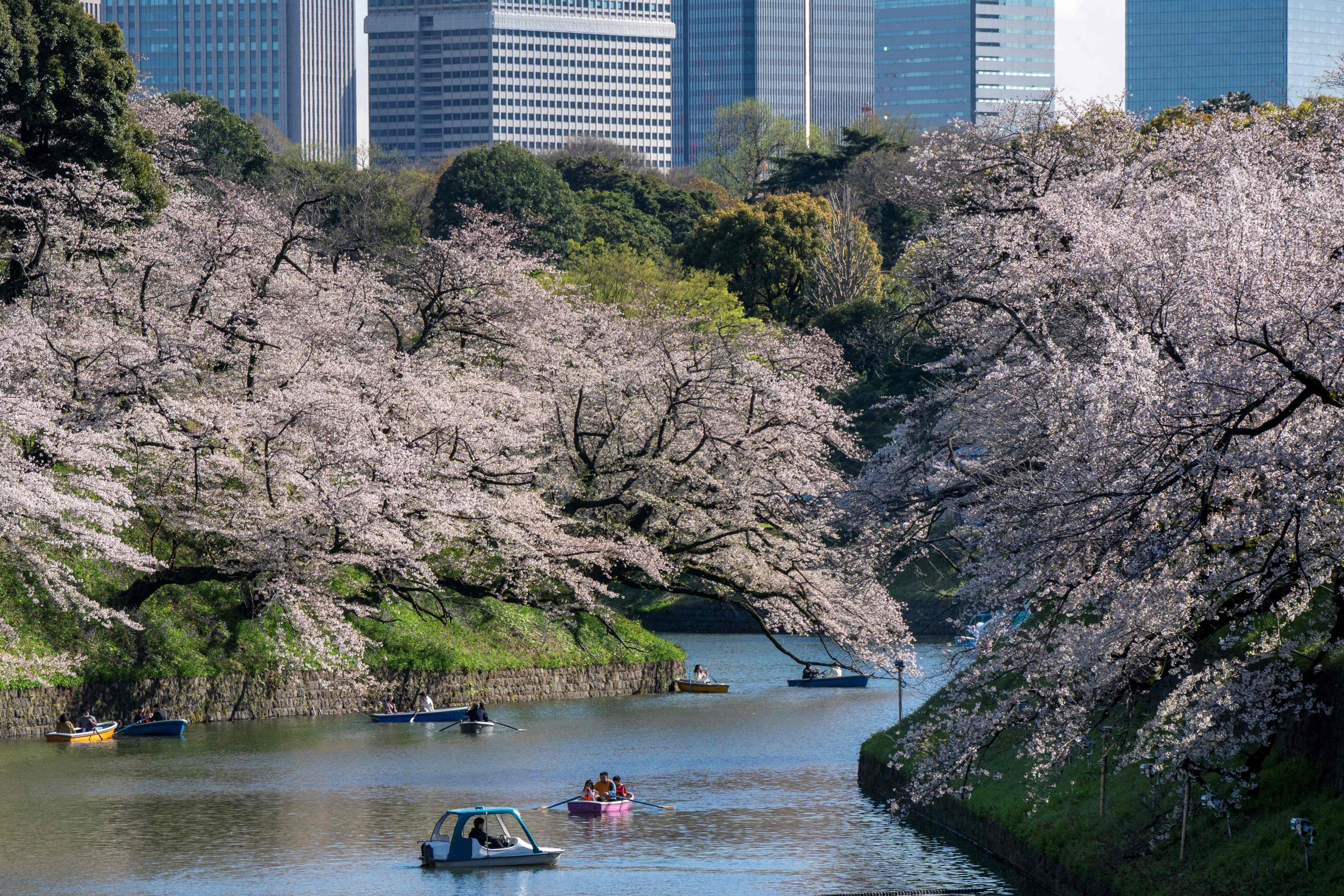 People use boats on Chidorigafuchi, one of the moats around the Imperial Palace, to look at the cherry blossoms in full bloom in Tokyo on April 2. Photo: AFP