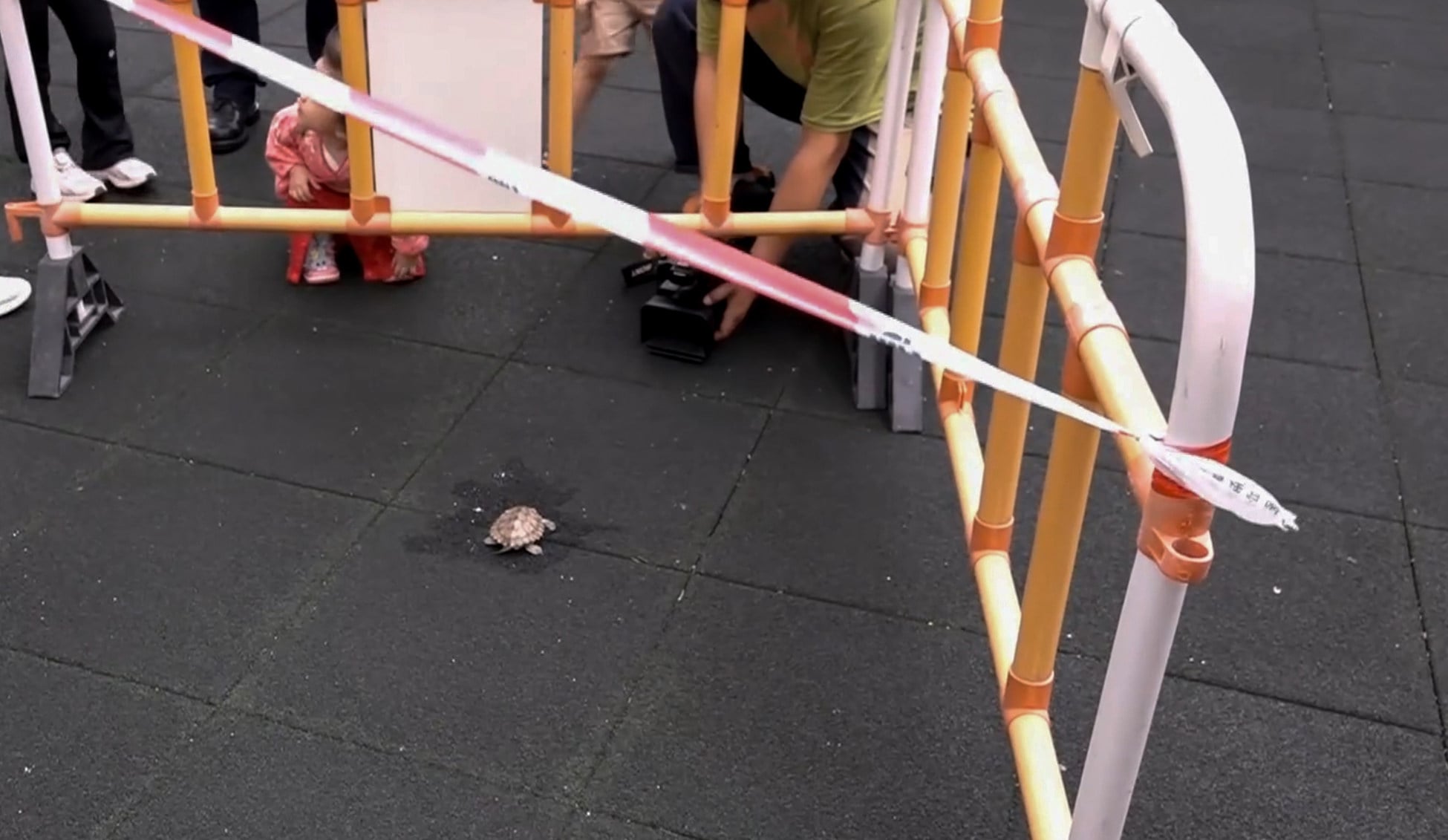 Police say a 10cm-long turtle has died from an apparent fall on No 185 Hammer Hill Road. Photo: Handout