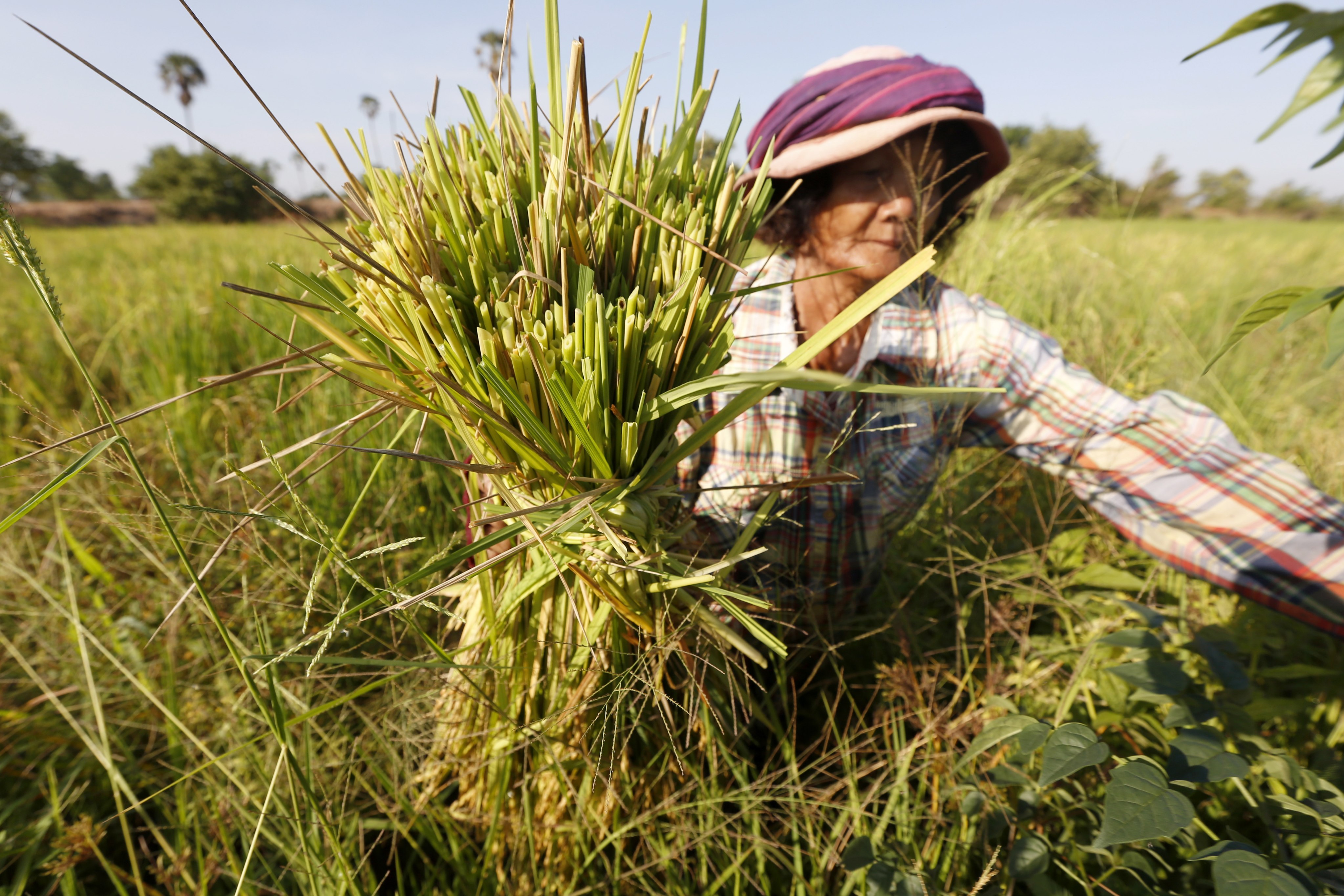 A woman harvests rice in Kandal province, Cambodia. Spiking fuel and fertiliser costs are rattling major rice-growing regions. Photo: EPA-EFE