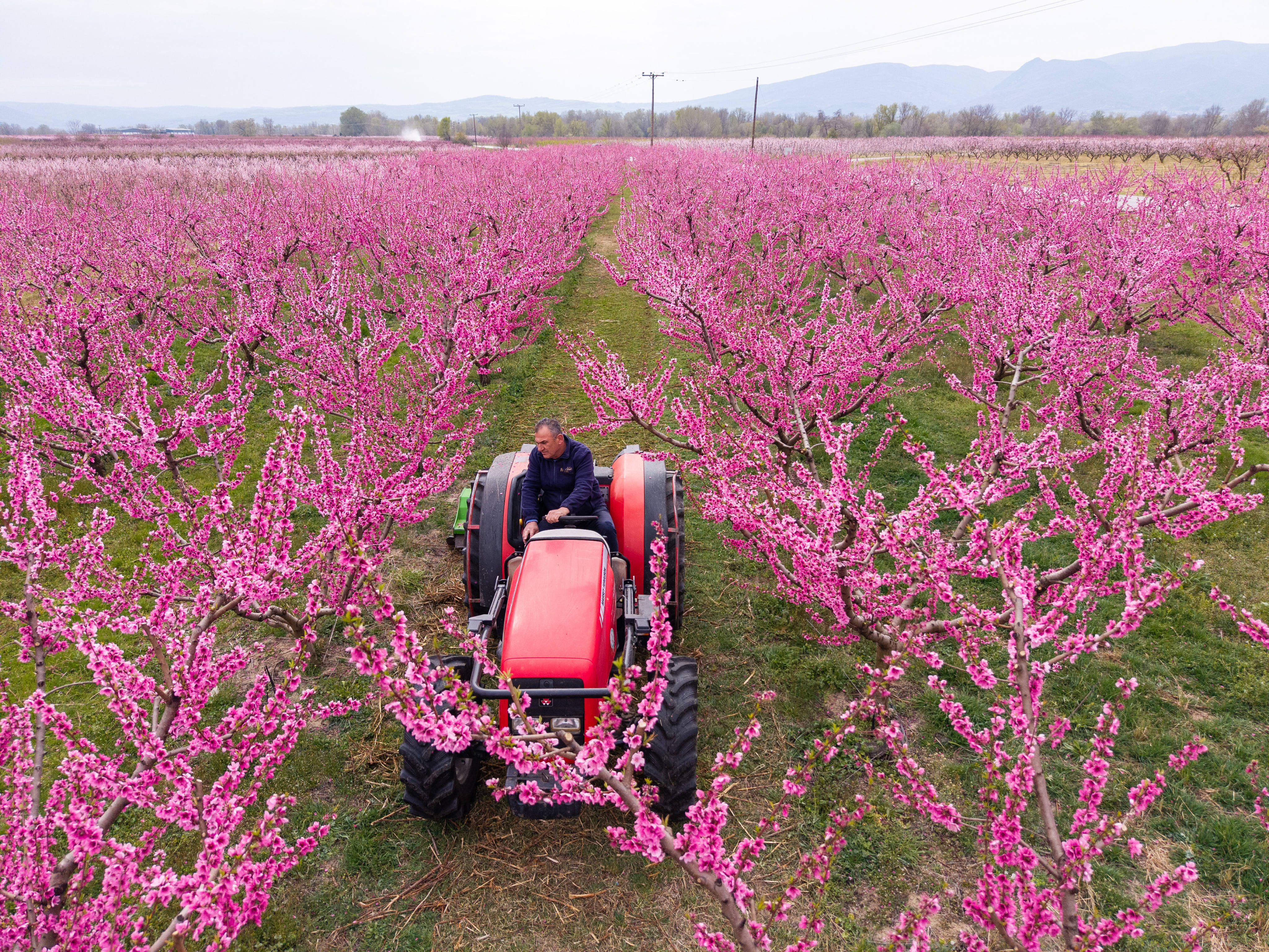 Anastasios Chalkidis, head of the Agricultural Association of Veria, tends a field of blooming peach trees near the city of Veria, northern Greece, on March 22, 2026. Photo: AP