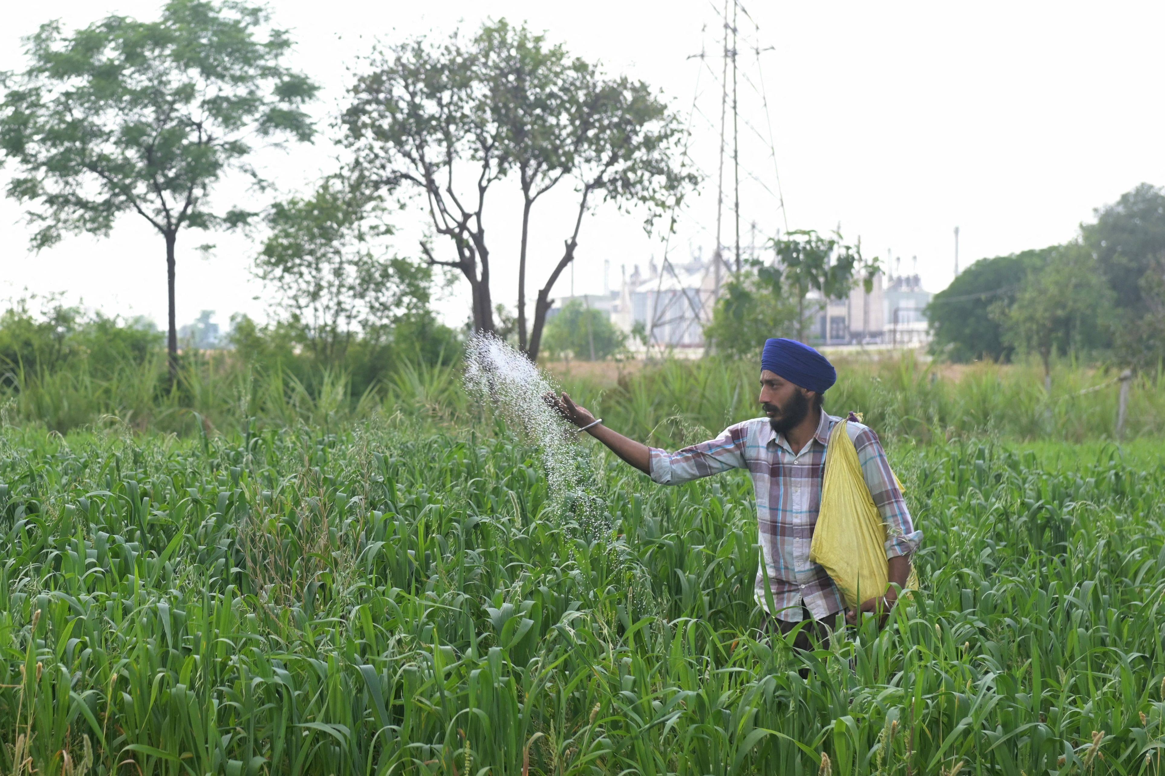A farmer sprinkles fertiliser on crops in a field on the outskirts of Amritsar, India, on April 9. Experts have warned that the fertiliser crunch across Asia-Pacific may have lasting effects. Photo: AFP