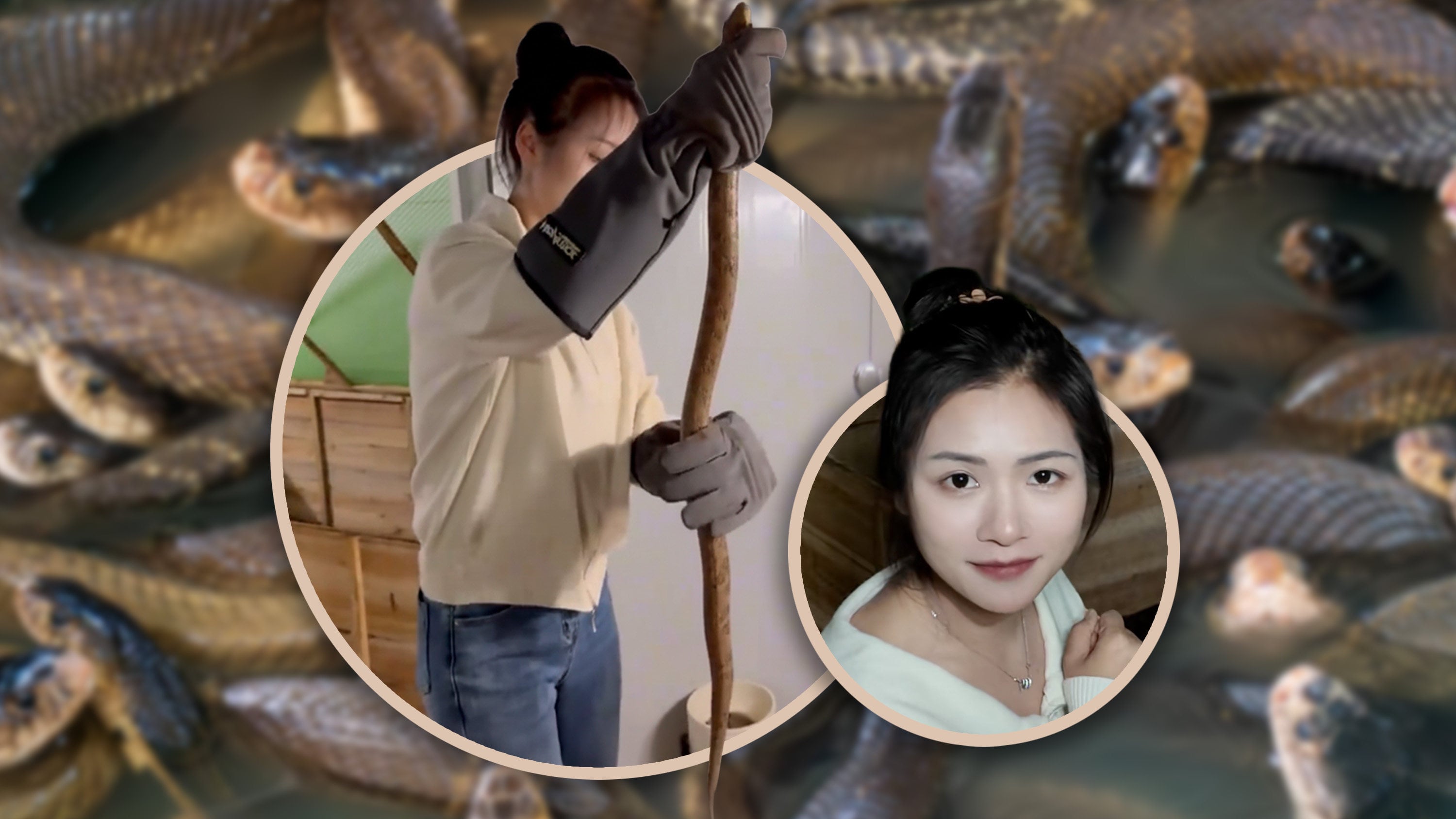 A young Chinese university graduate returned to her hometown to raise more than 60,000 venomous snakes, surprising many people online. Photo: SCMP composite/Shutterstock/Douyin