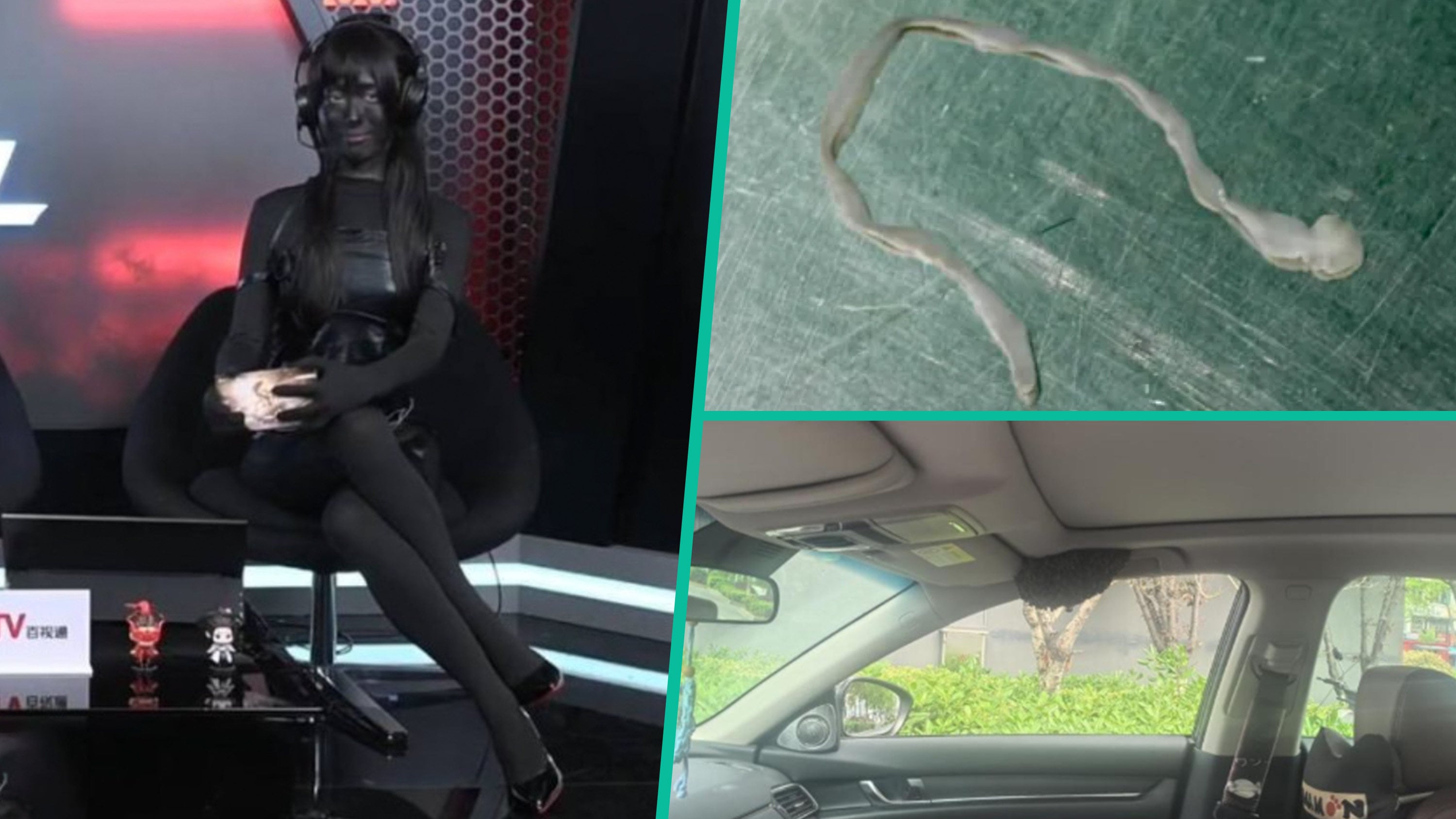 Quirky China: Doctors have removed a worm from a woman’s brain; a gamer faced a backlash for her extreme body modifications and a passenger left their car window open, causing bees to build a honeycomb inside the vehicle. Photo: SCMP composite/Weibo/Baidu/QQ.com