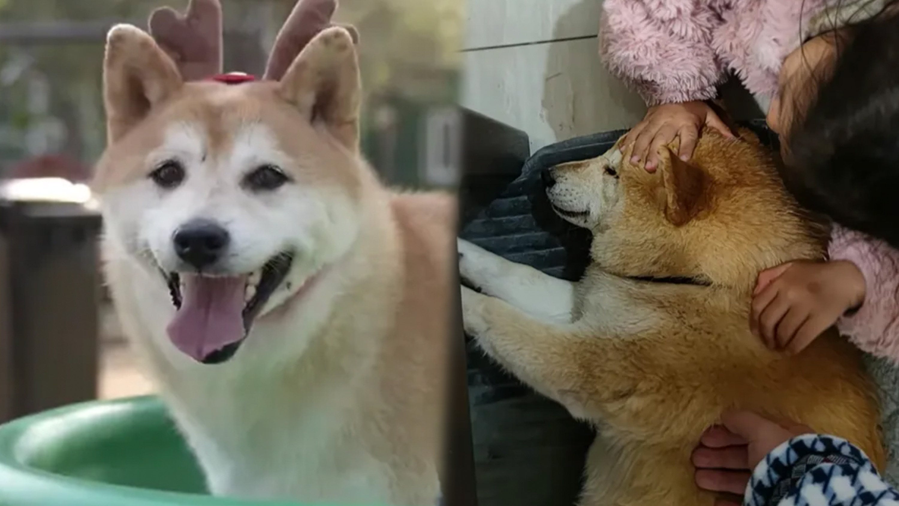 A 13-year-old celebrity Shiba Inu recently died. He had lived through many hardships after being abandoned and auctioned off due to his owner’s debts before a loving family rescued him in 2021. Photo: SCMP composite/Douyin