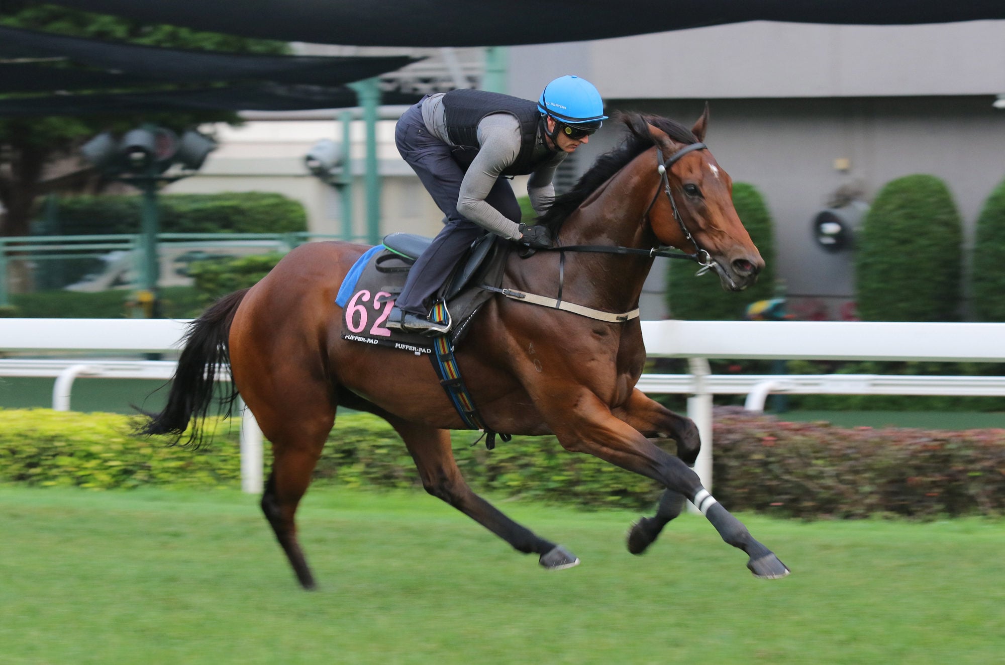 Ka Ying Rising gallops at Sha Tin on Thursday.