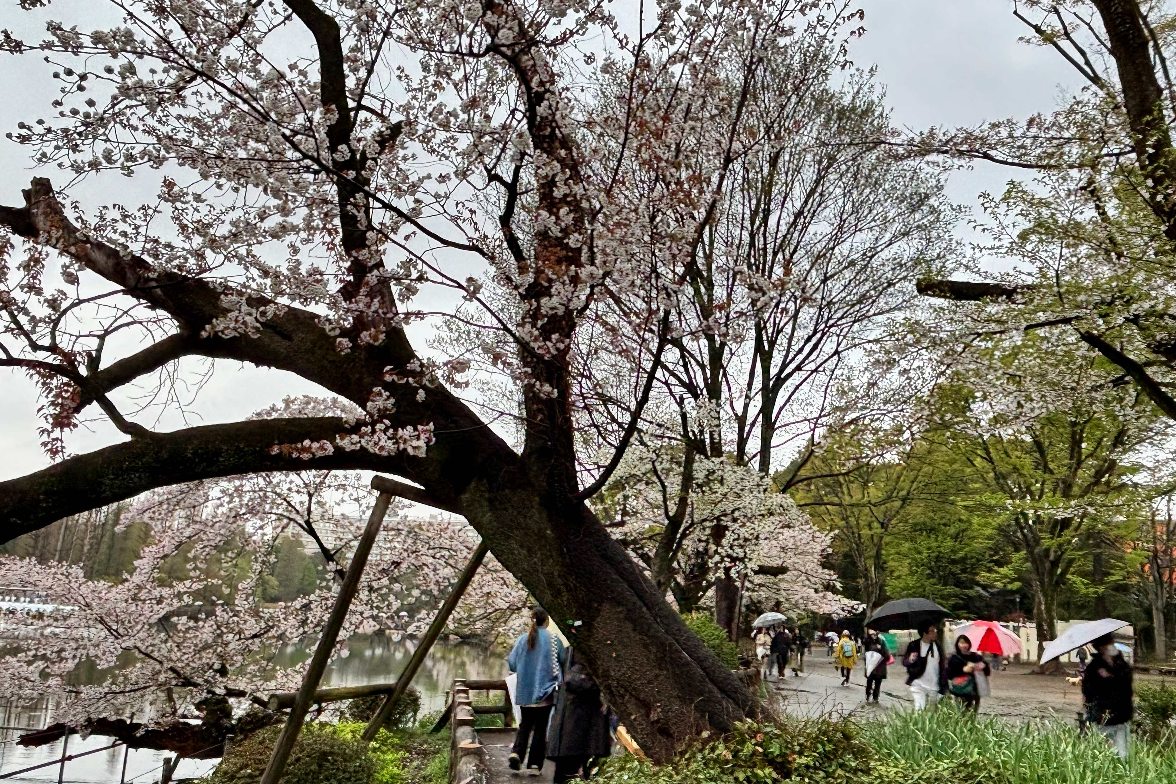 An ageing cherry blossom tree leans on its support at Inokashira Park, one of Tokyo’s most popular viewing spots. Photo: AP