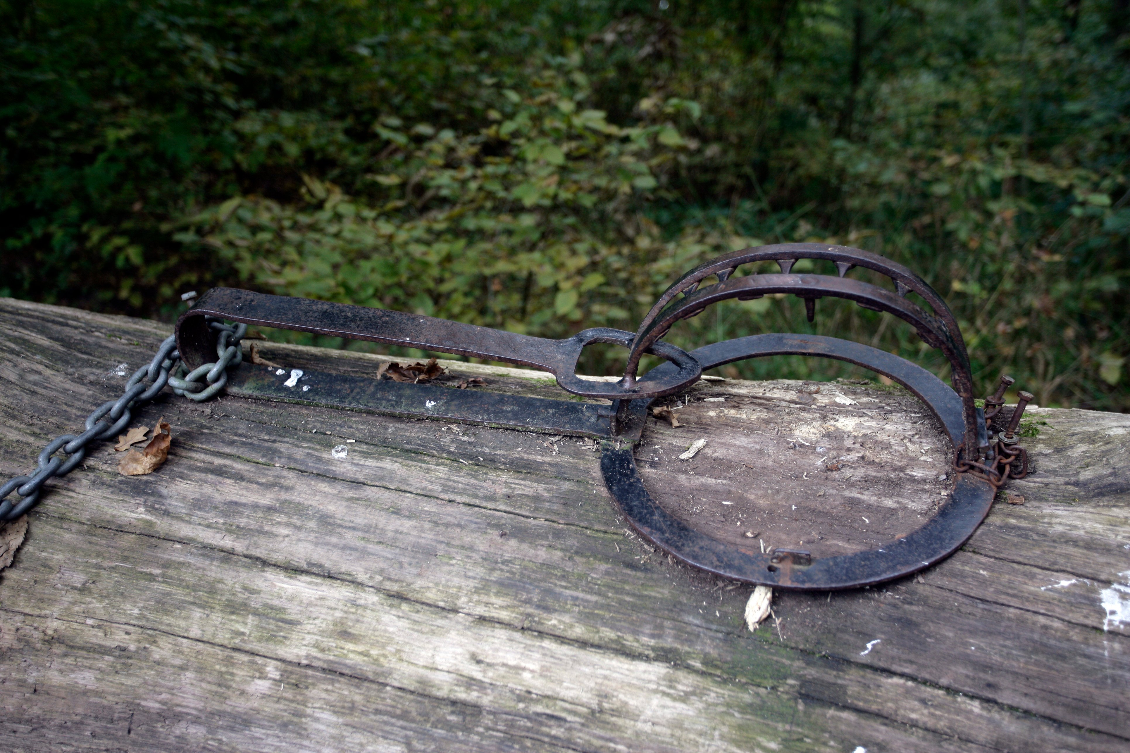 The ombudsman has also called for  strengthening penalties against illegal animal traps. Photo: ISD