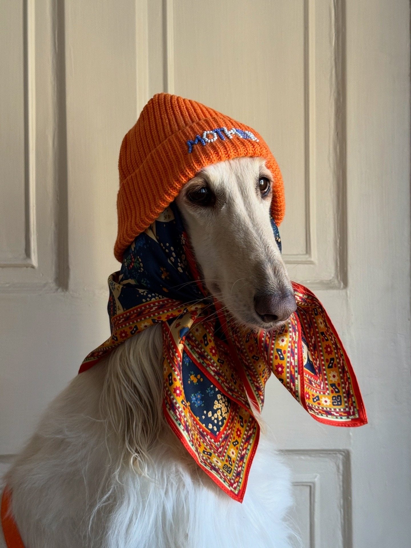 Samantha, the Afghan hound from Edinburgh, is a social media star. Photo: Handout