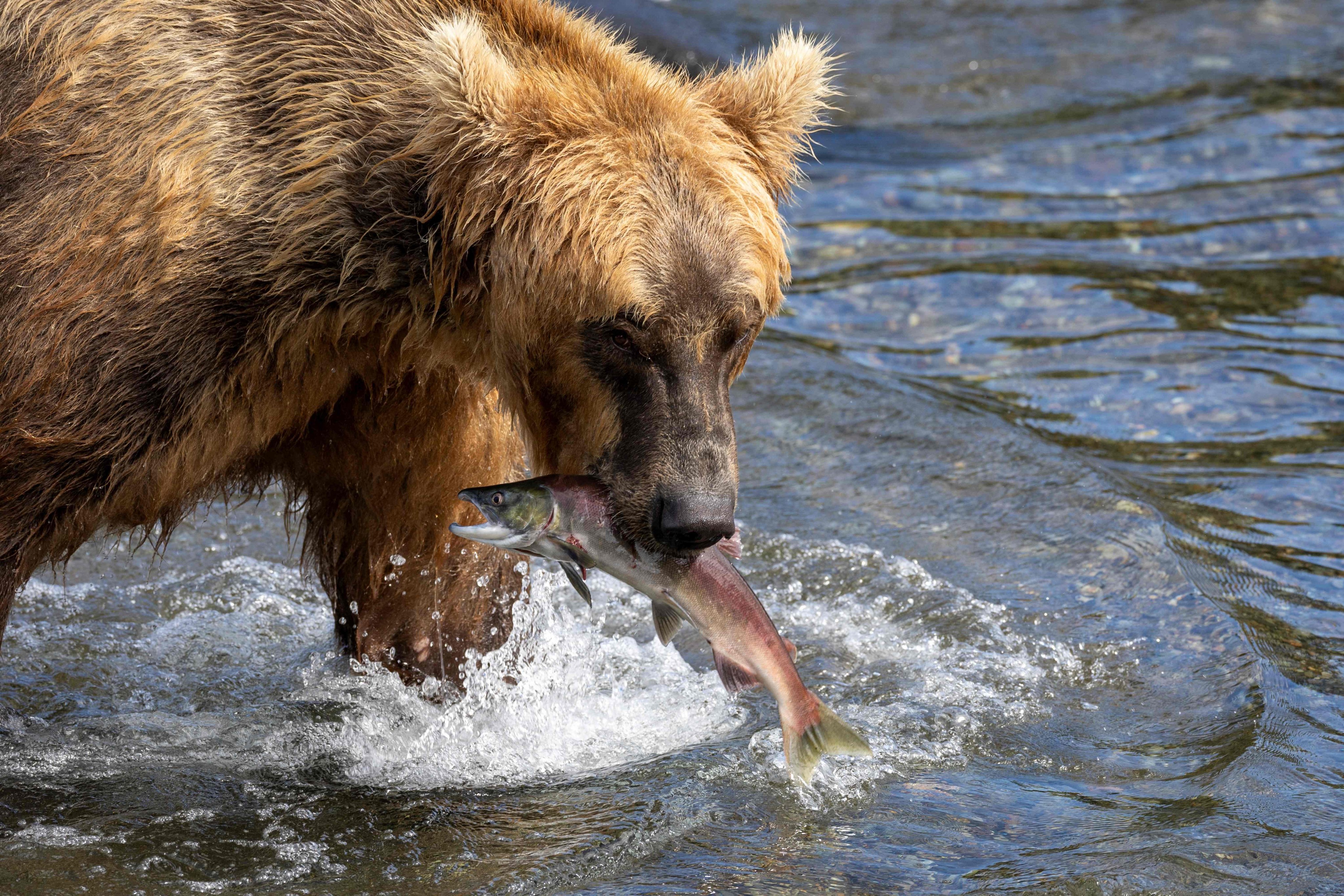 A brown bear snags a sockeye salmon near Brooks Falls, Alaska. Photo: Getty Images/AFP