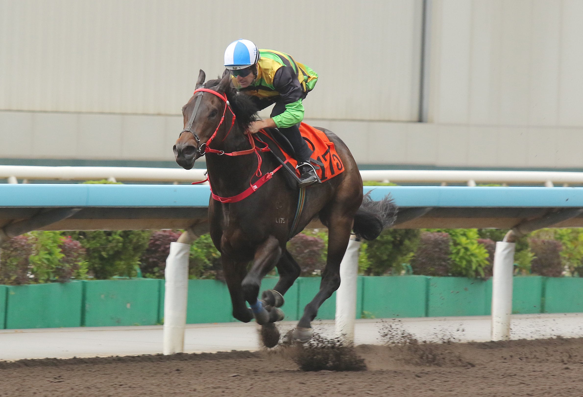 Mapogo wins his most recent trial at Sha Tin impressively with Hugh Bowman aboard. Photos: Kenneth Chan