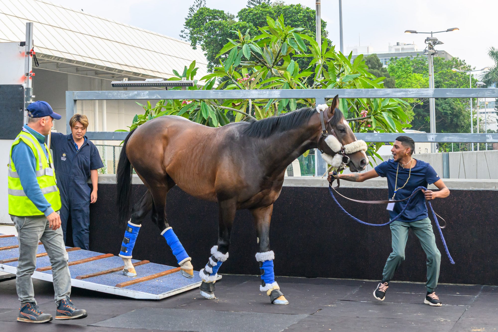 Sosie arrives in Hong Kong. Photo: HKJC