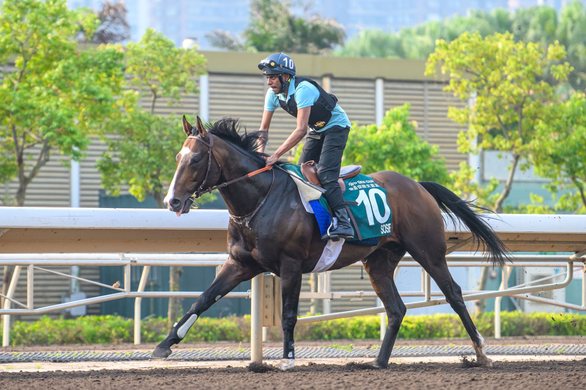 Sosie canters on the Sha Tin dirt. Photo: HKJC