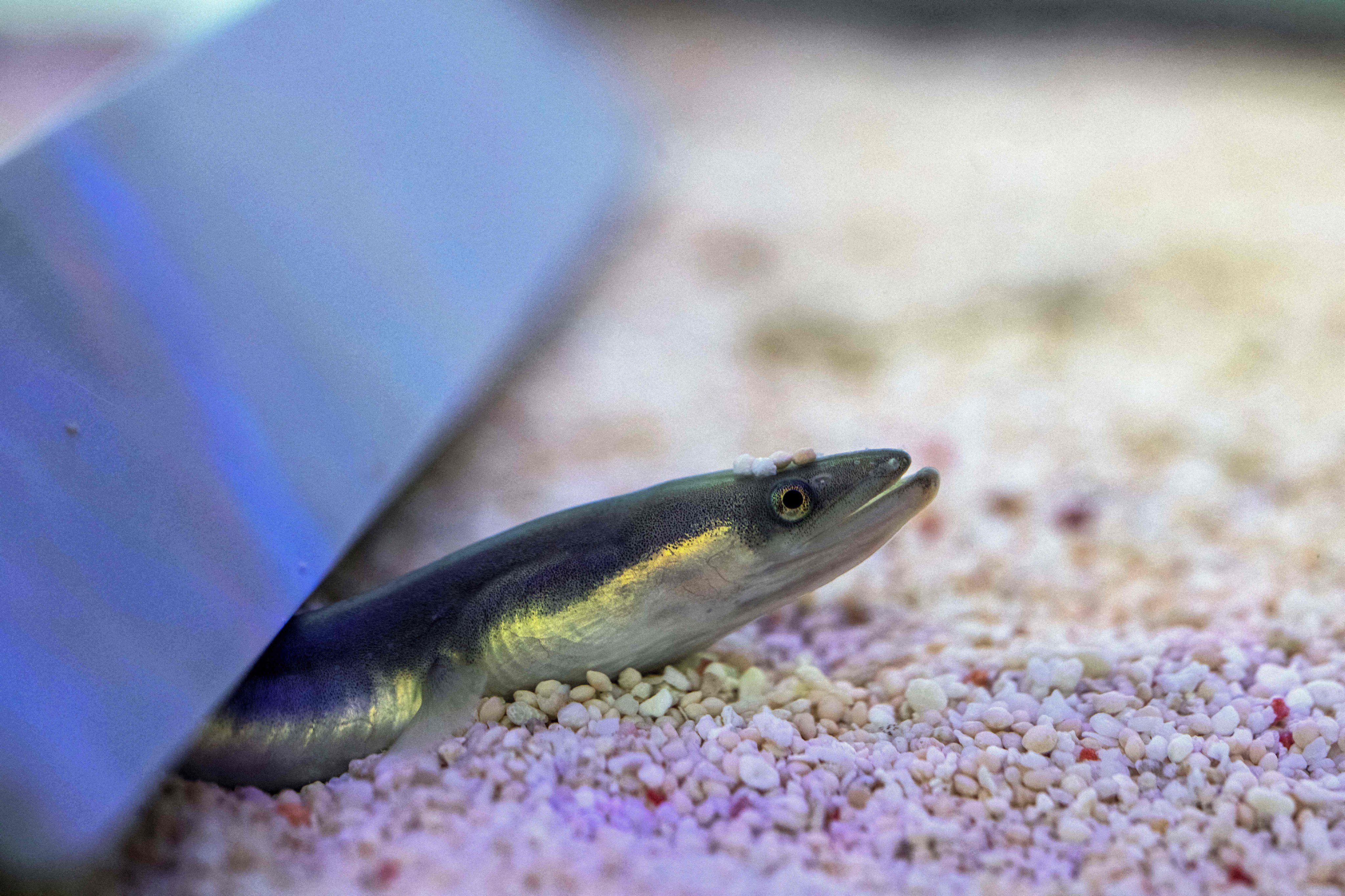 China accounts for 75 per cent of the world’s farmed eels, stocked with fry sourced from net fishing. Photo: AFP