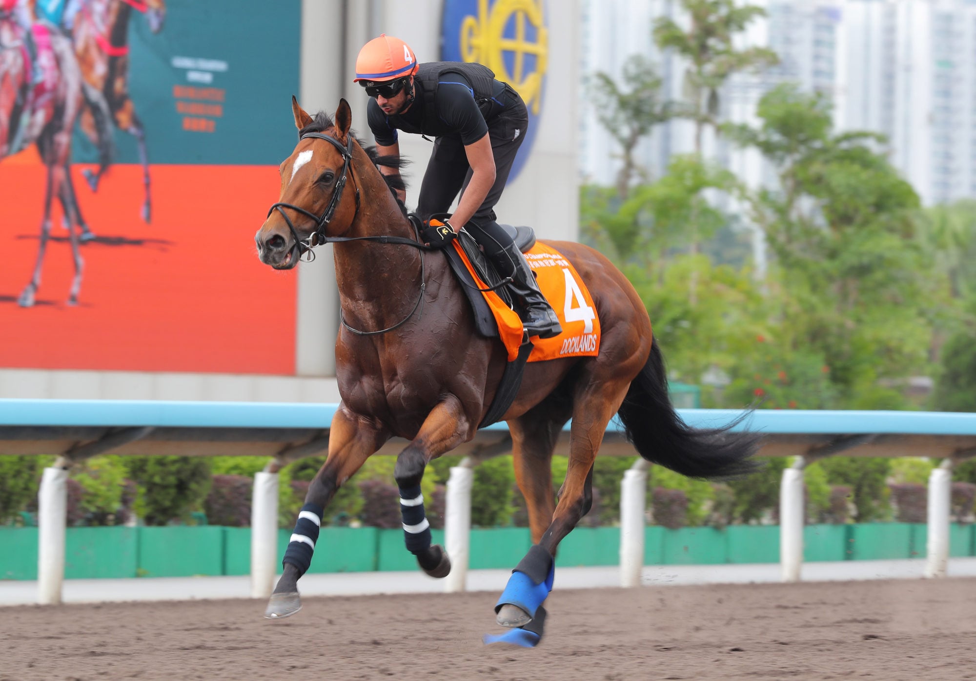 Docklands gallops at Sha Tin on Wednesday.