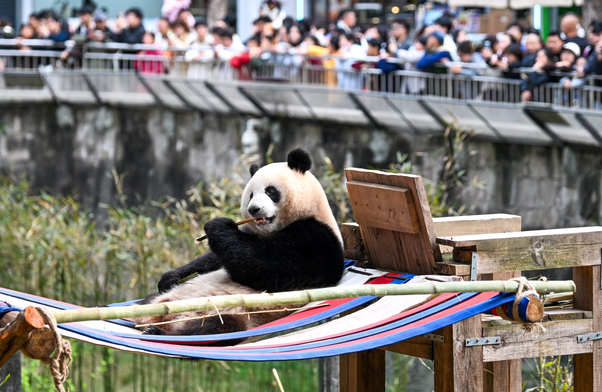 A giant panda enjoys bamboo at Chongqing Zoo in southwest China. Photo: Xinhua