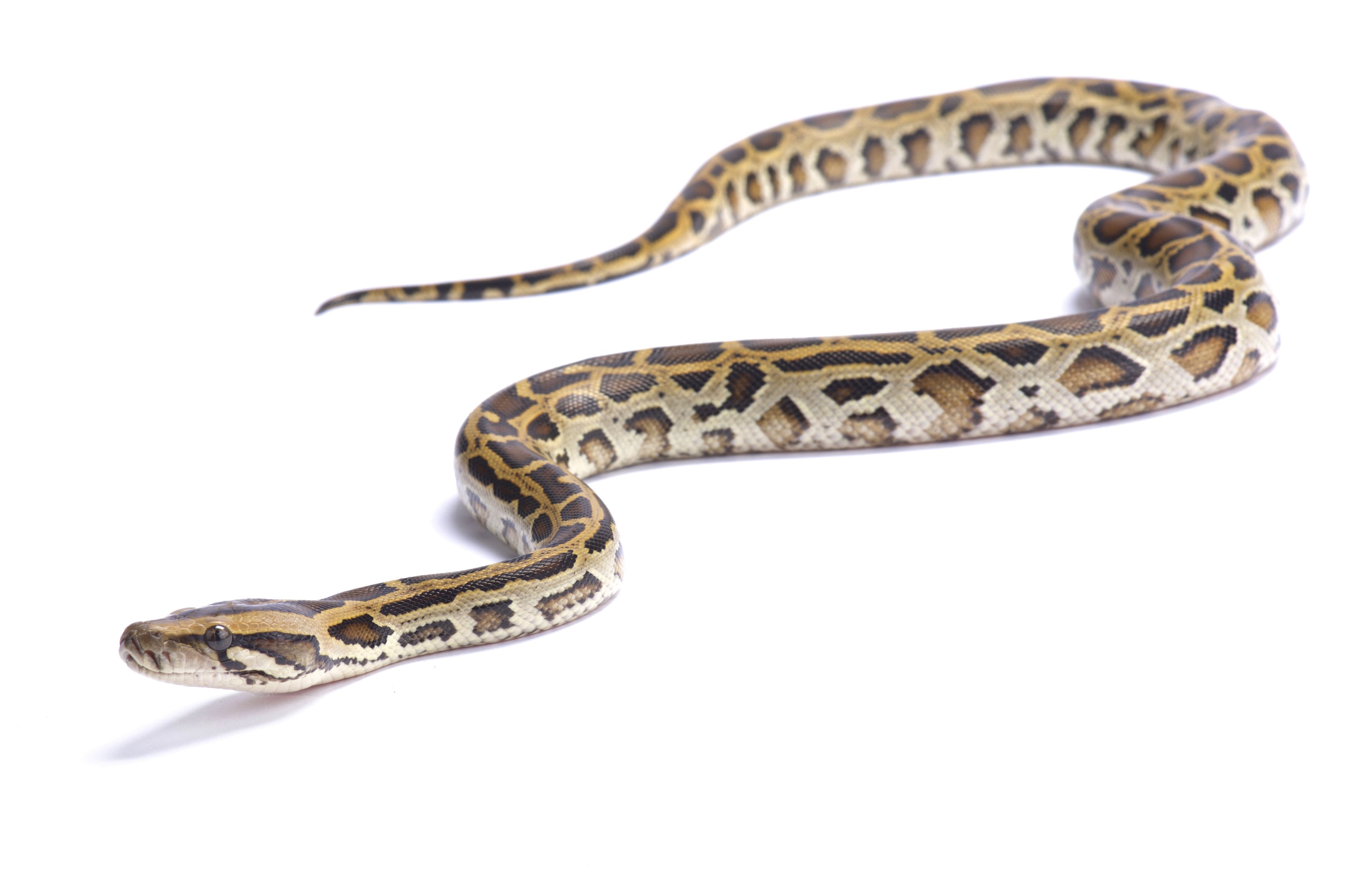 The Burmese python is one of the world’s six largest snakes. Photo: Shutterstock