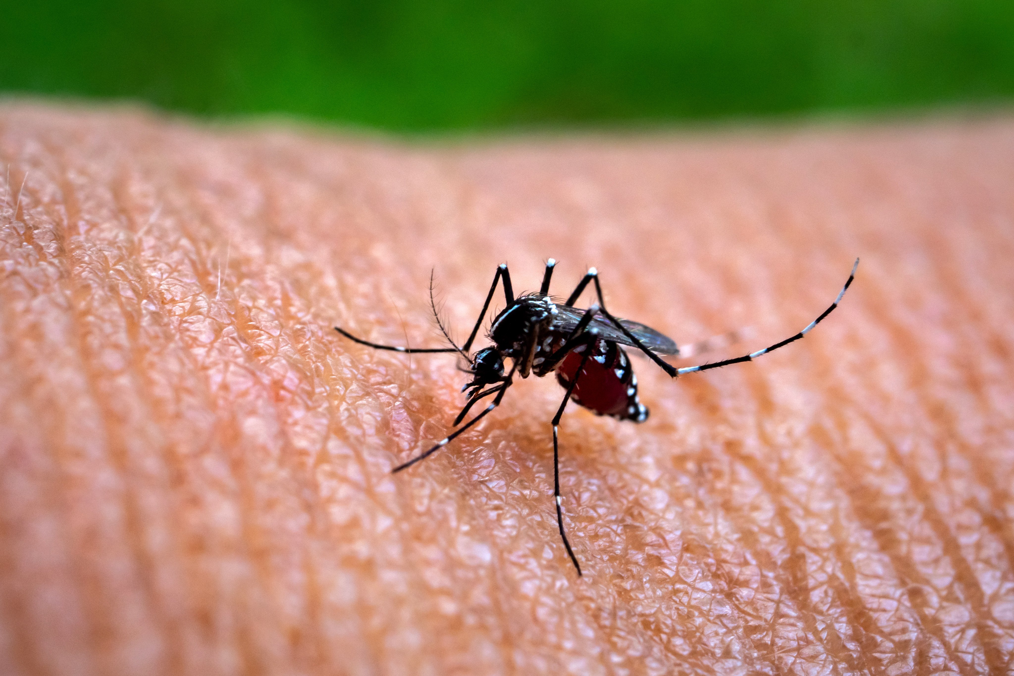 The aedes mosquito, which carries and spreads dengue fever. Photo: Getty Images