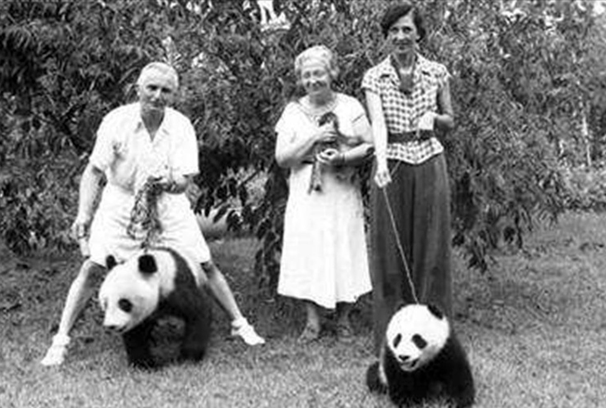 At one point in history, people from the West kept the cuddly bears as pets. Photo: Baidu