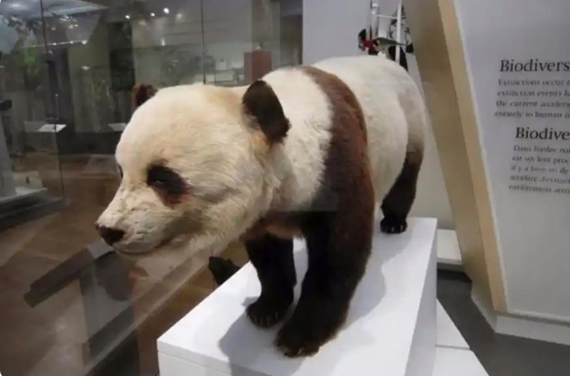 The above photograph shows a panda as a museum exhibit. Photo: Baidu