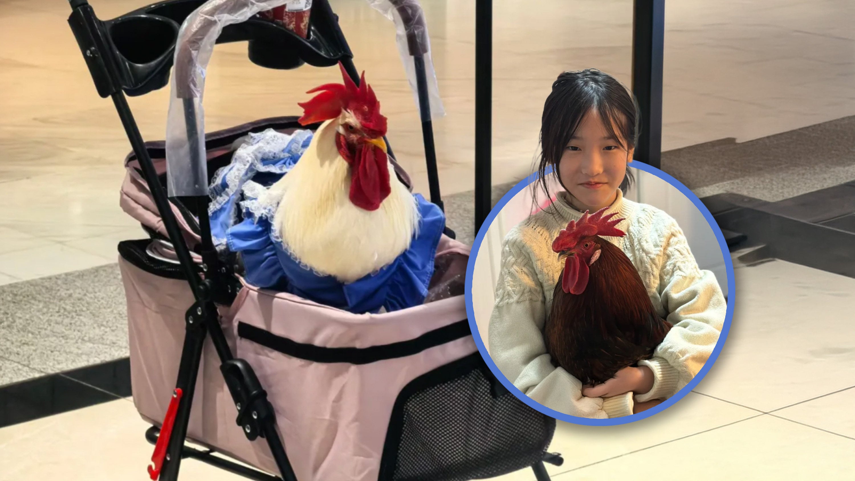 Keeping pet chickens is a growing trend in urban China, leading to a re-examination of animal ethics and the bond between people and pets. Photo: SCMP composite/RedNote