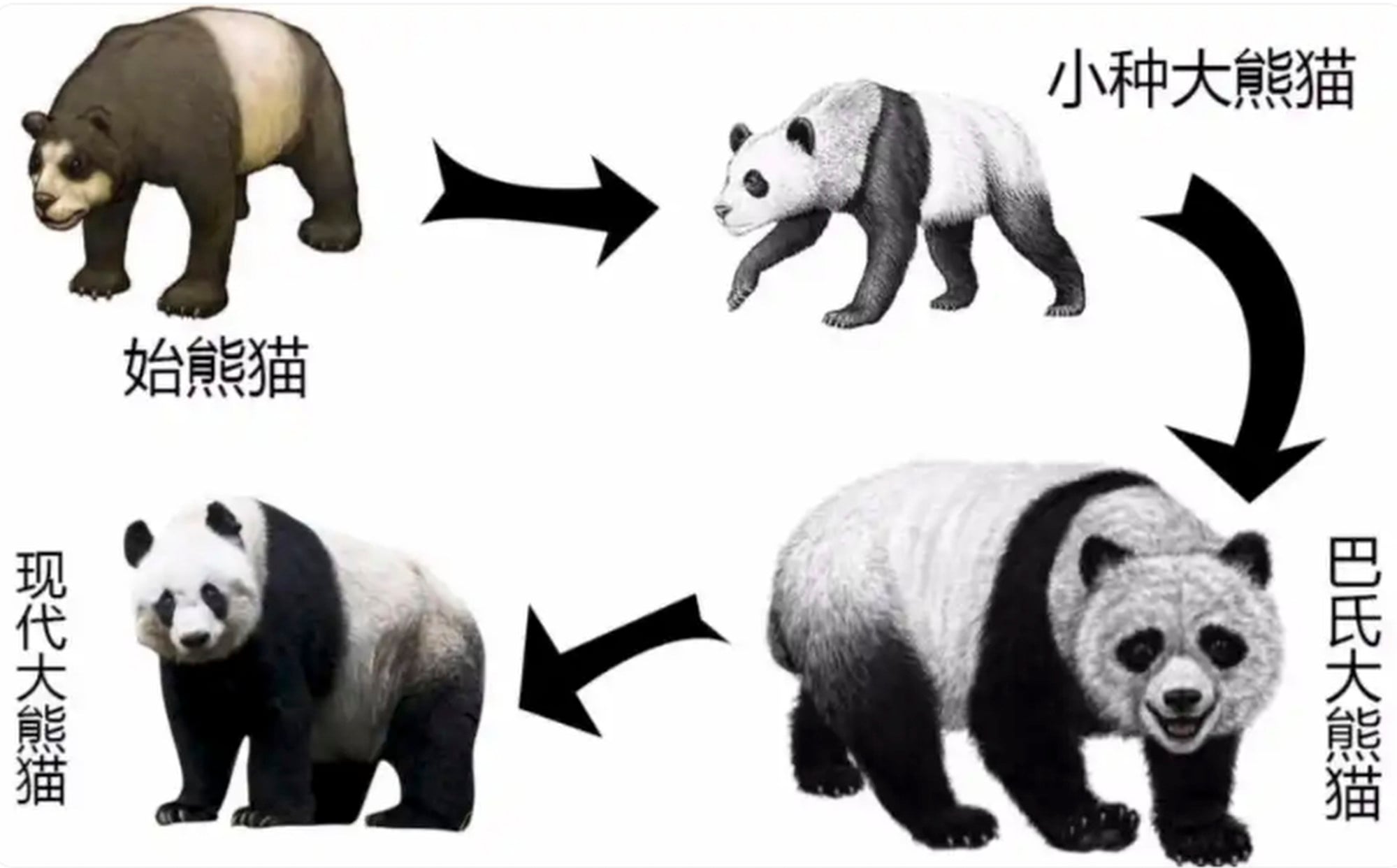 The above image shows the physical evolution of the panda over the centuries. Photo: Baidu