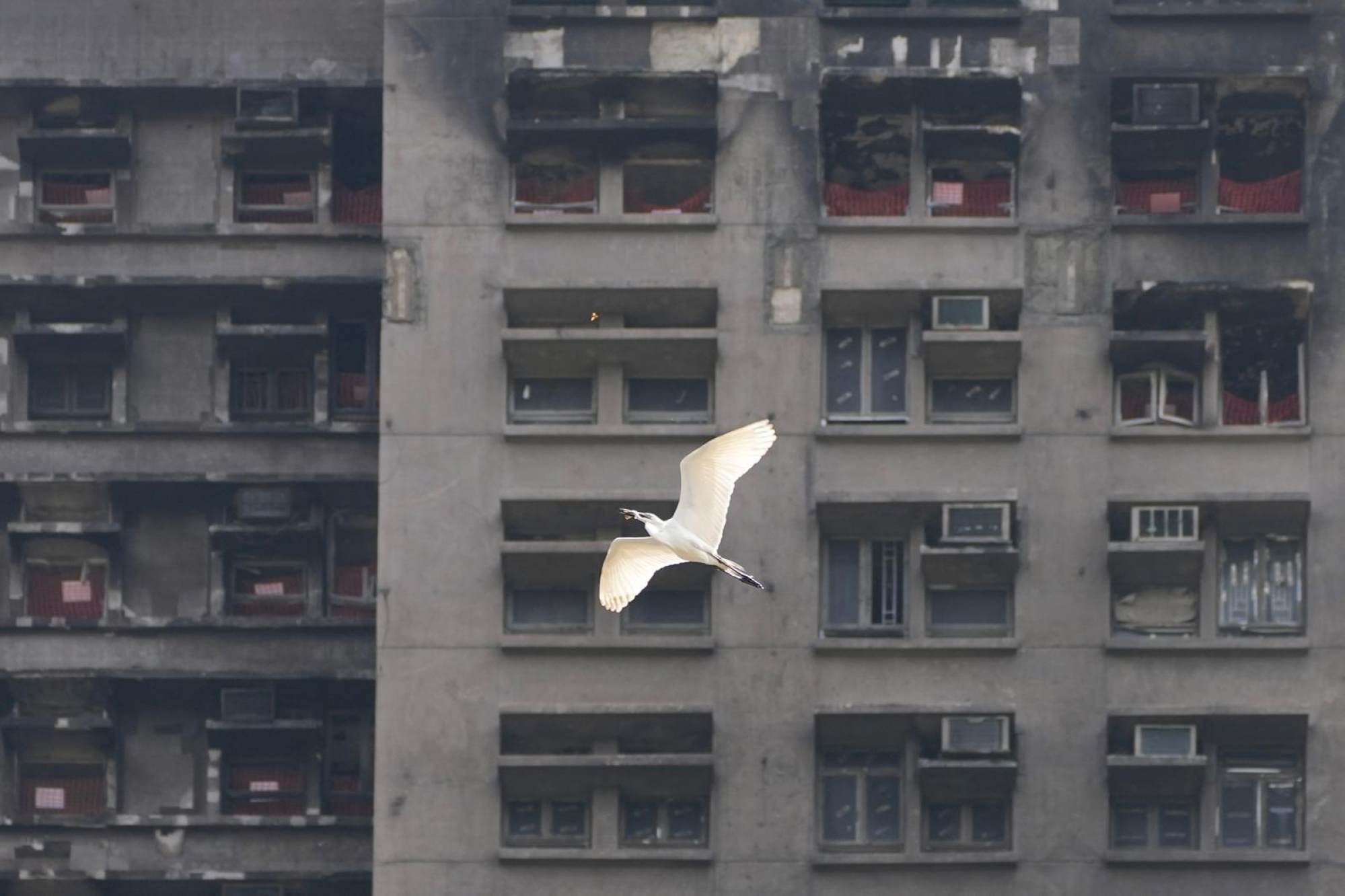 An egret flies past Wang Fuk Court in Tai Po on Friday. Photo: Karma Lo