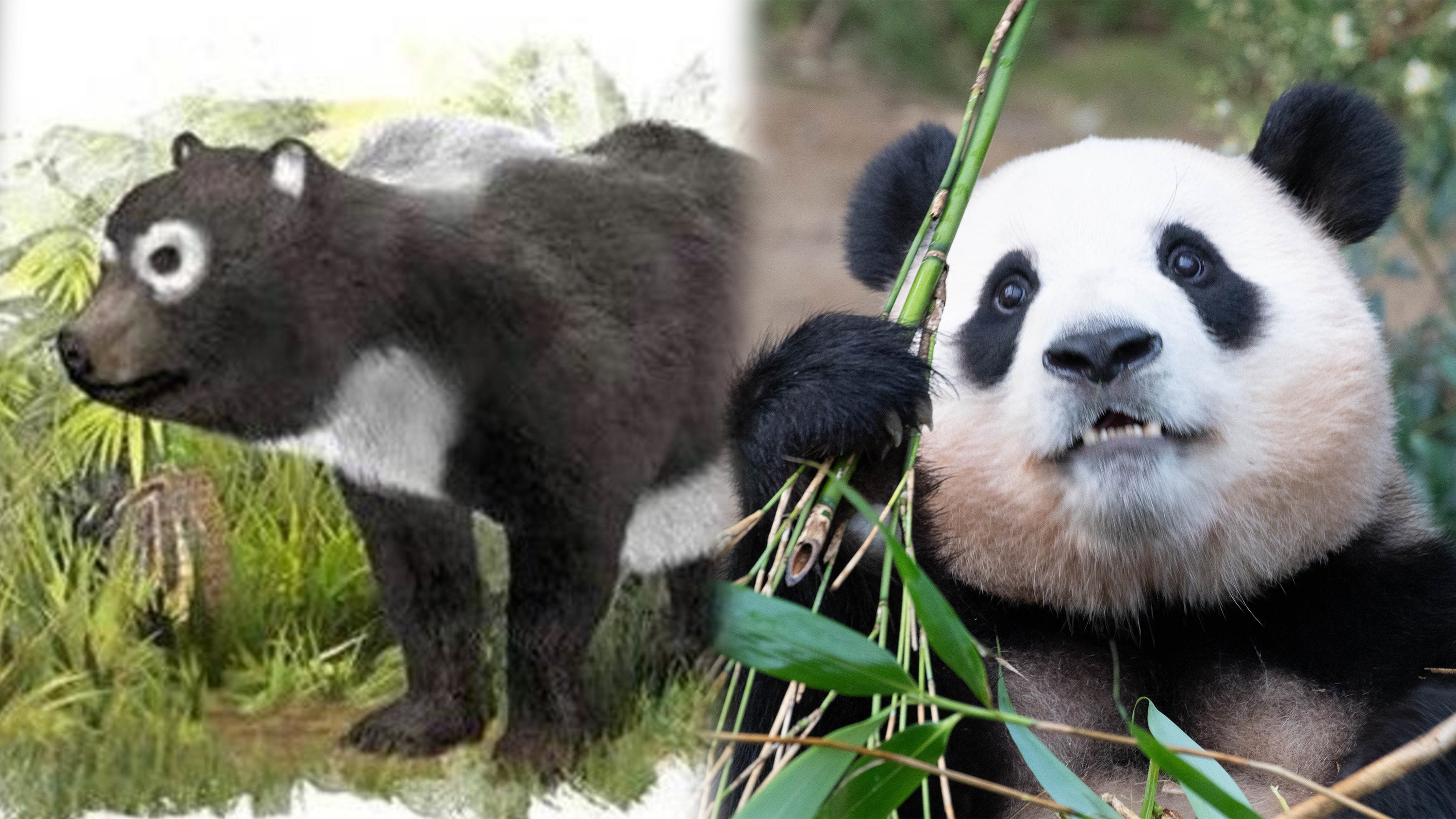 Pandas remained hidden in remote areas of China until the Han dynasty, when they became pets in imperial palaces. Photo: SCMP composite/Shutterstock/Baidu