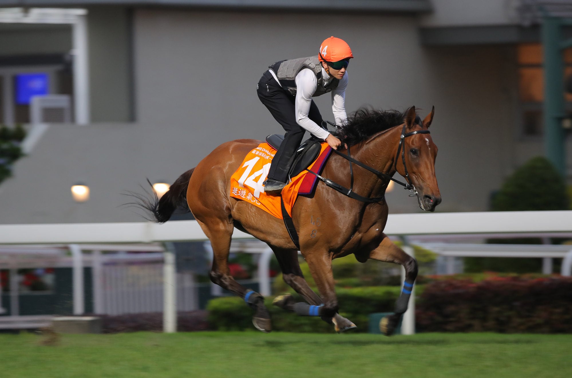 Voyage Bubble, ridden by Jerry Chau, worked on the course proper on Thursday morning.