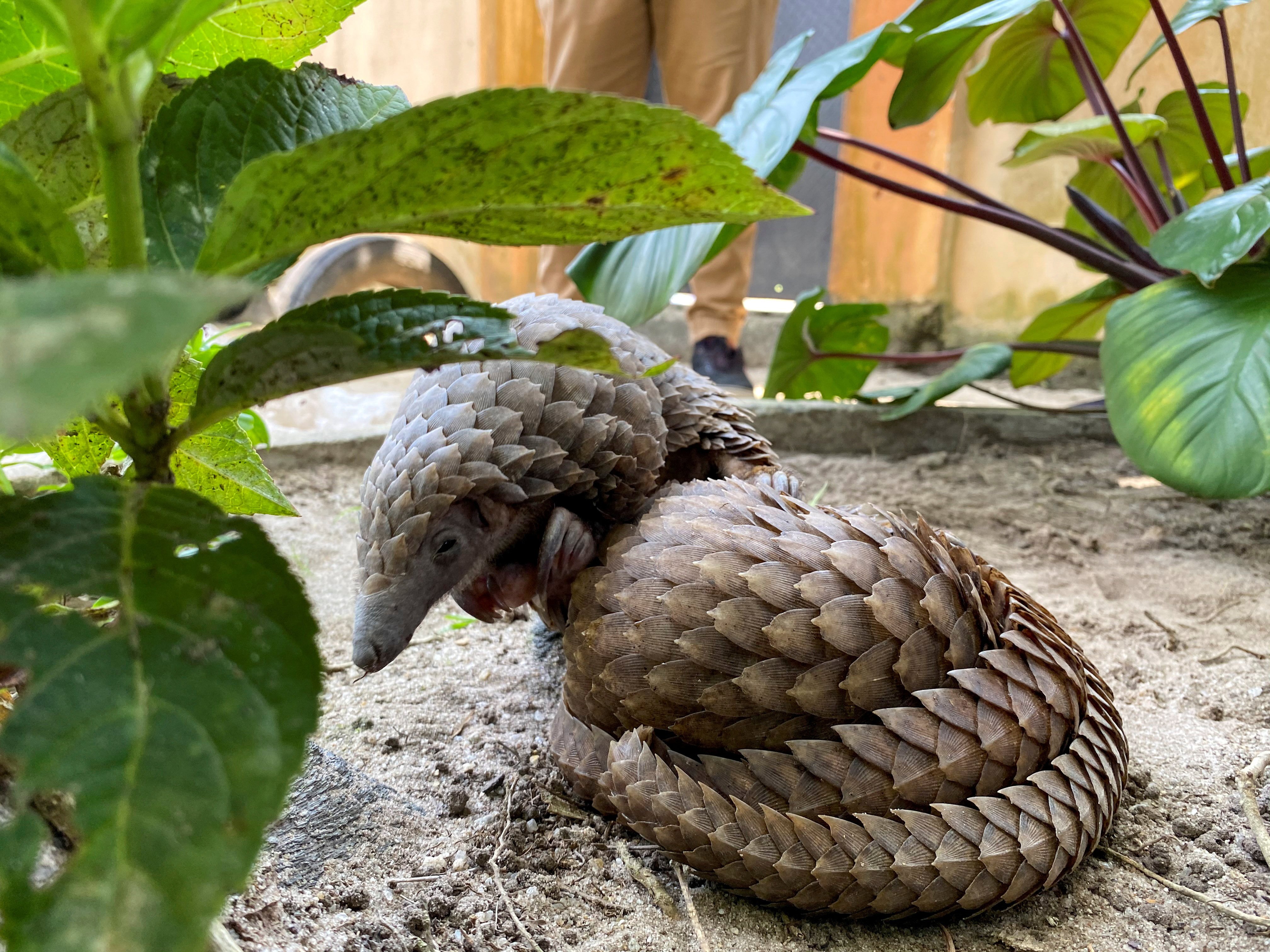 A rescued pangolin bought off a wildlife seller rests at the Green Finger Garden in Lagos, Nigeria. Photo: Reuters