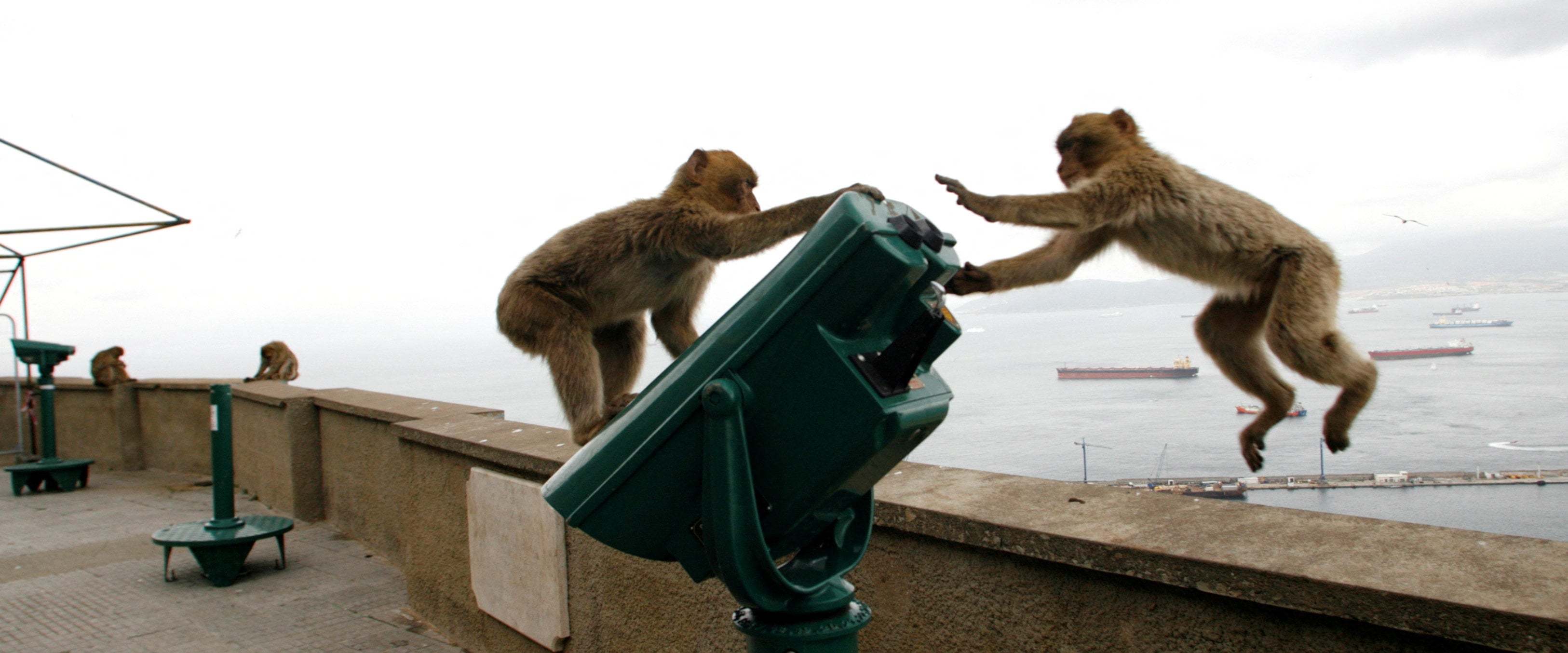 Macaques play on the top of the Rock of Gibraltar in April 2008. Photo: Reuters