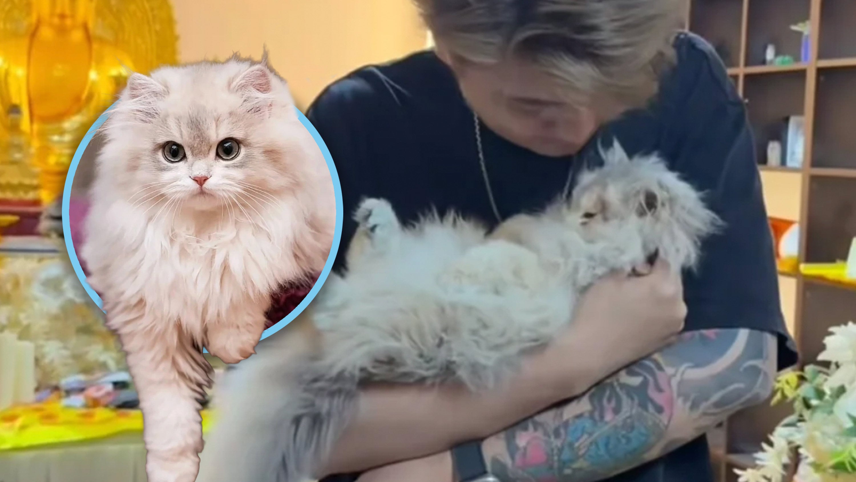 The untimely death of a celebrity cat in China due to a medical mishap has led its owner, who has five million online followers, to seek justice. Photo: SCMP composite/RedNote/Baidu