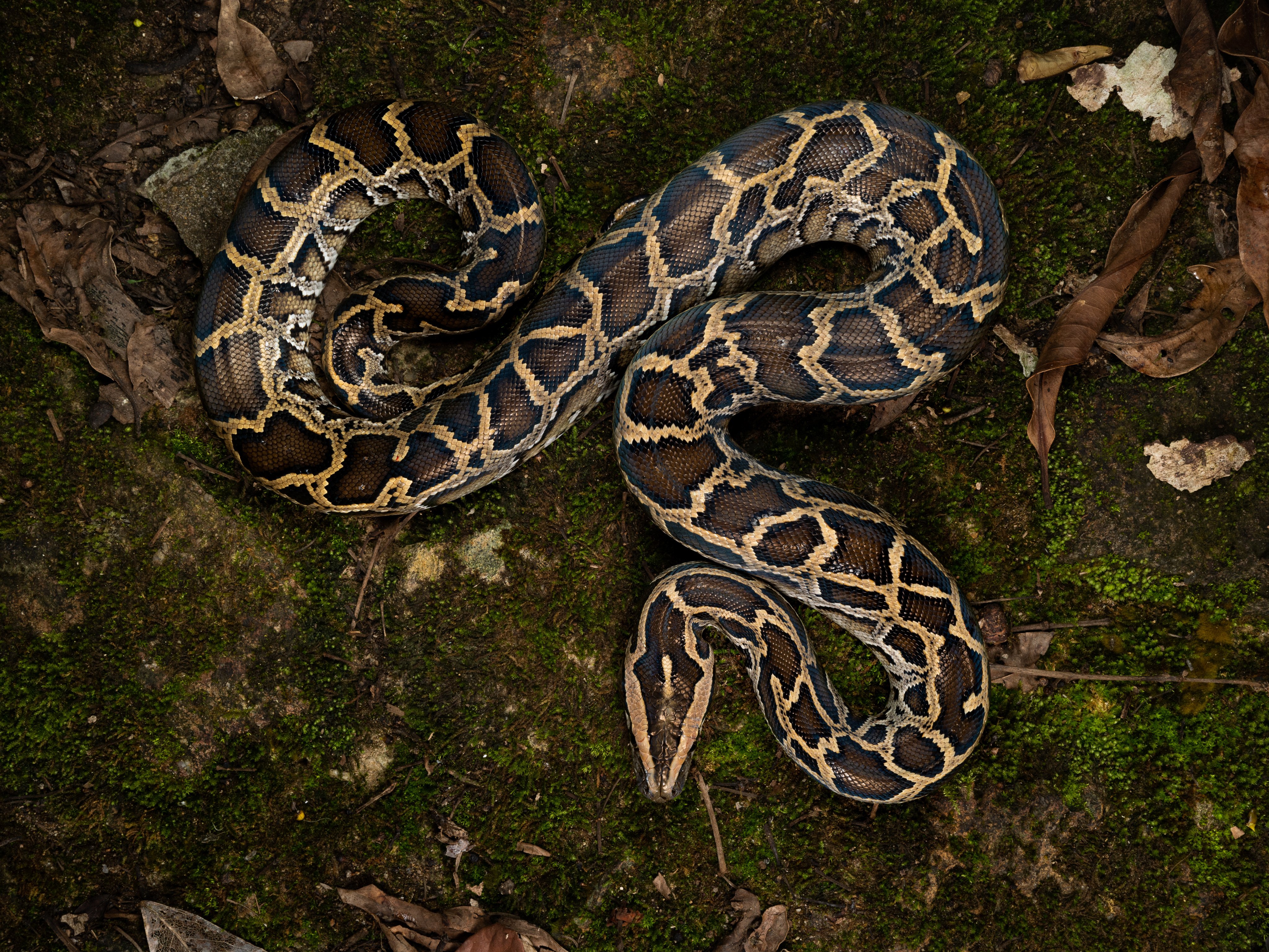 In the study, scientists fed ball pythons and Burmese pythons before analysing their blood. Photo: Adam Francis