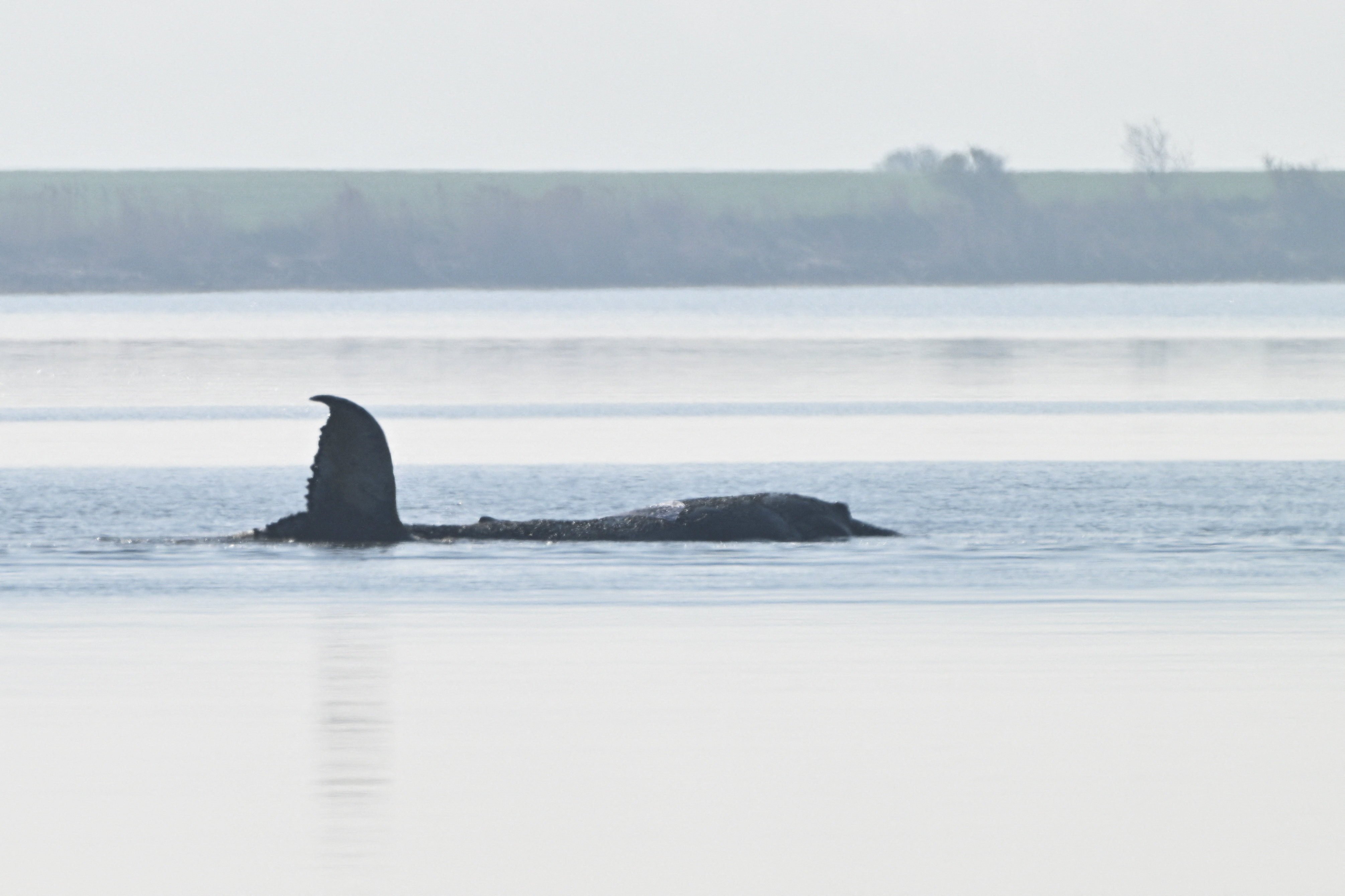 The humpback whale moves its fin as it lies stranded on a sandbank in the shallow waters off the Baltic Sea on the island of Poel on April 17. Photo: Reuters