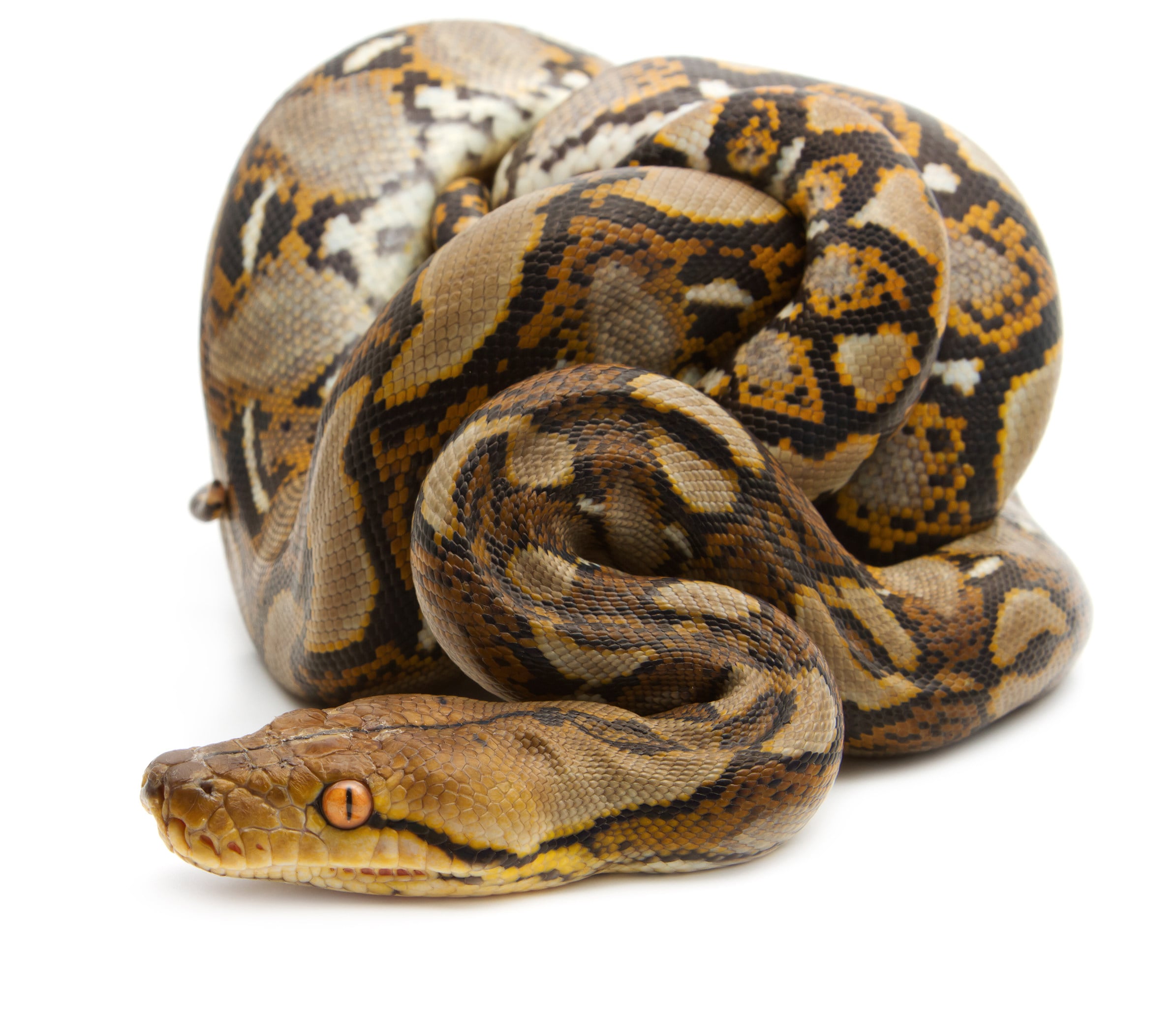Burmese pythons have a strong and healthy population in Hong Kong. Photo: Shutterstock