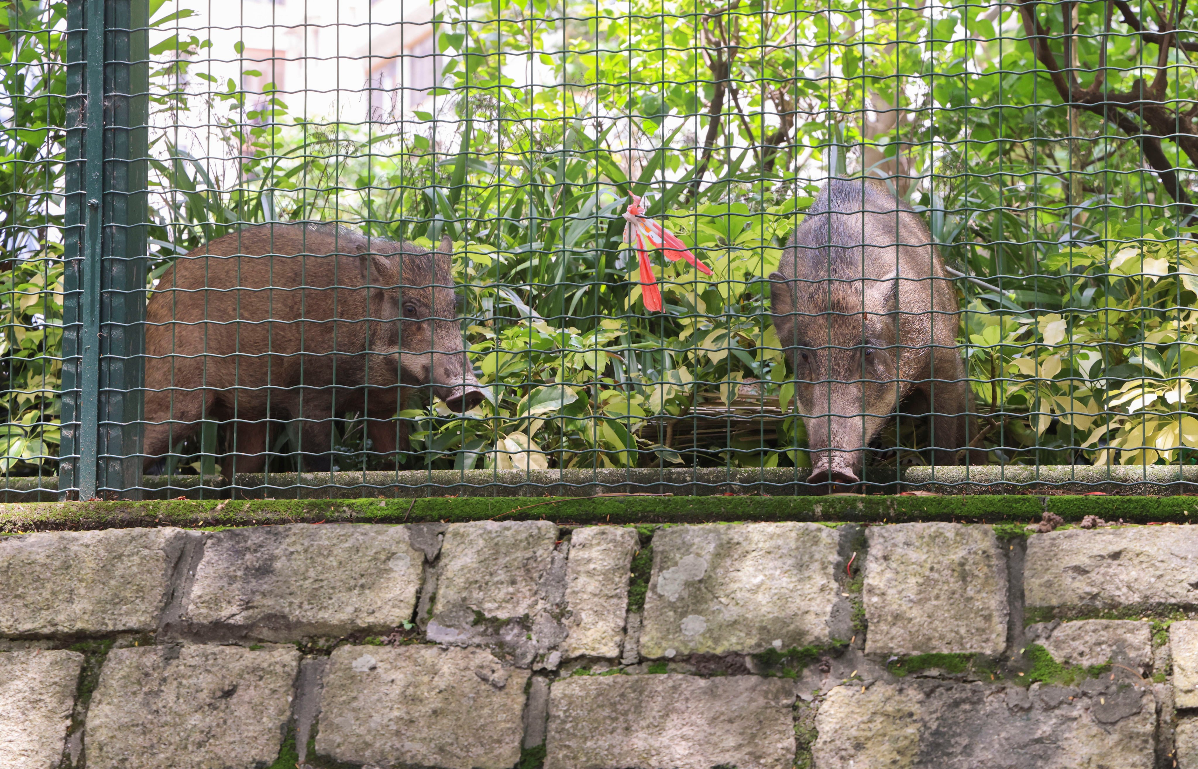 Hong Kong’s wild boar population is plummeting due to culling, urban expansion and human feeding, sparking human-wildlife conflict. Photo: Jelly Tse