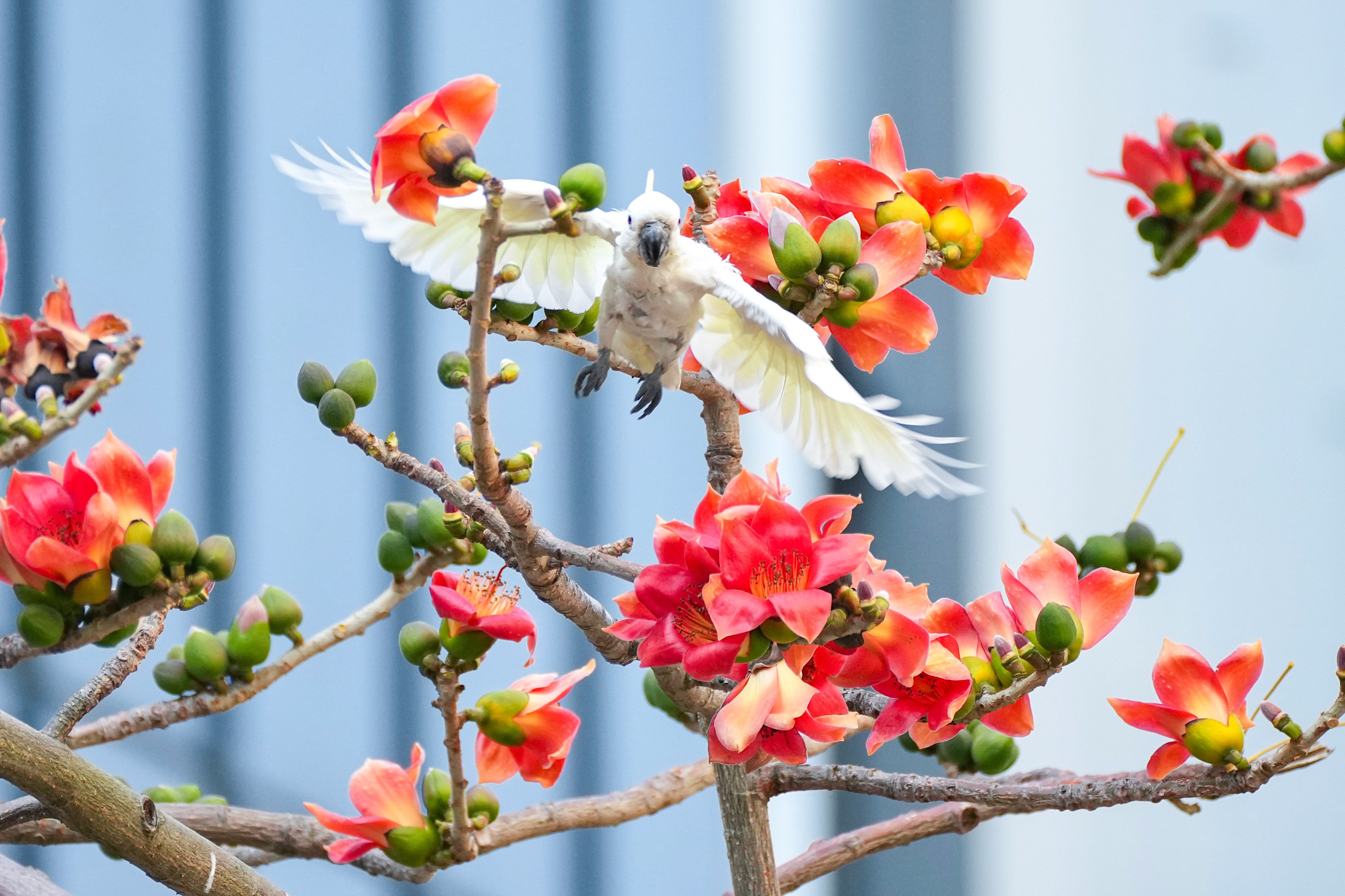 A cockatoo on the branch of a blooming cotton tree in Admiralty in March. Experts have warned early flowering could disrupt pollinators and species further up the food chain. Photo: Karma Lo