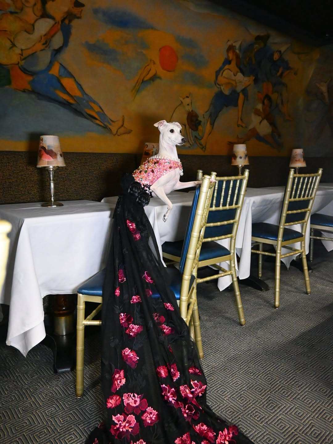 Furry influencers like Kala the Italian Greyhound are growing in popularity. Photo: @tikatheiggy/Instagram