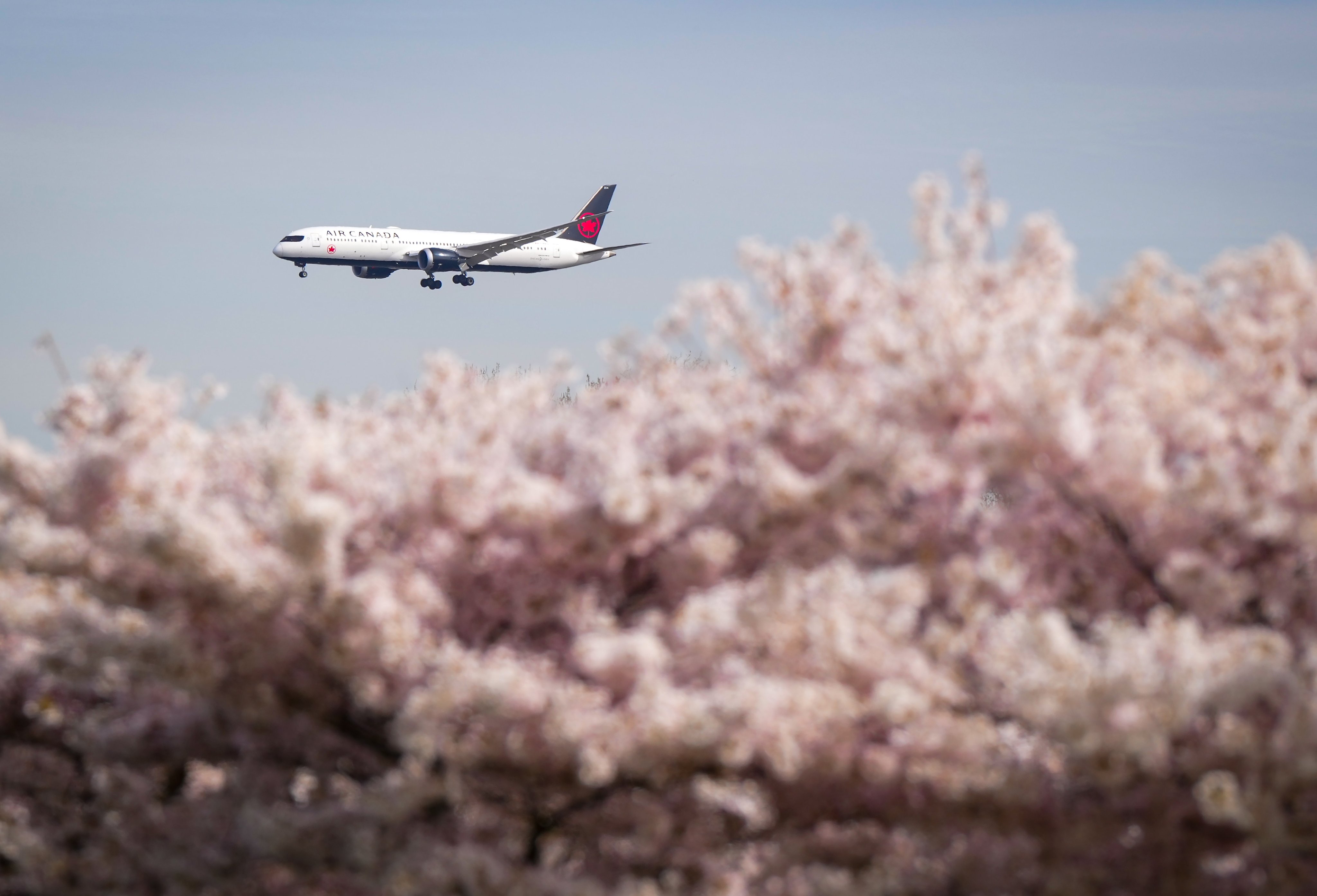 An Air Canada Boeing 787 aircraft passes by rows of cherry trees as it approaches Vancouver International Airport. Photo: AP