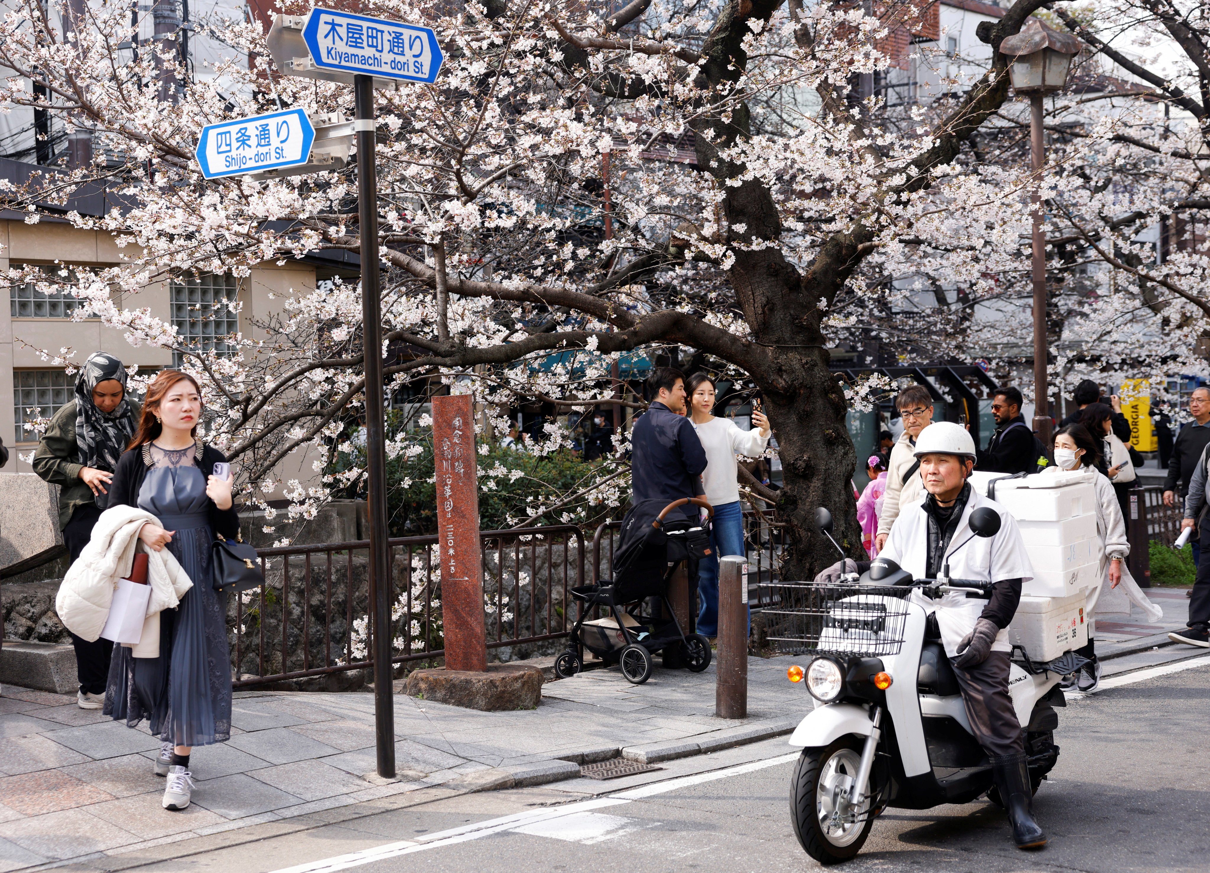 A rider has a phlegmatic manner as tourists crowd a street lined with blooming cherry blossom trees in Kyoto on March 28. Japan received 42.7 million international visitors in 2025. Photo: Reuters