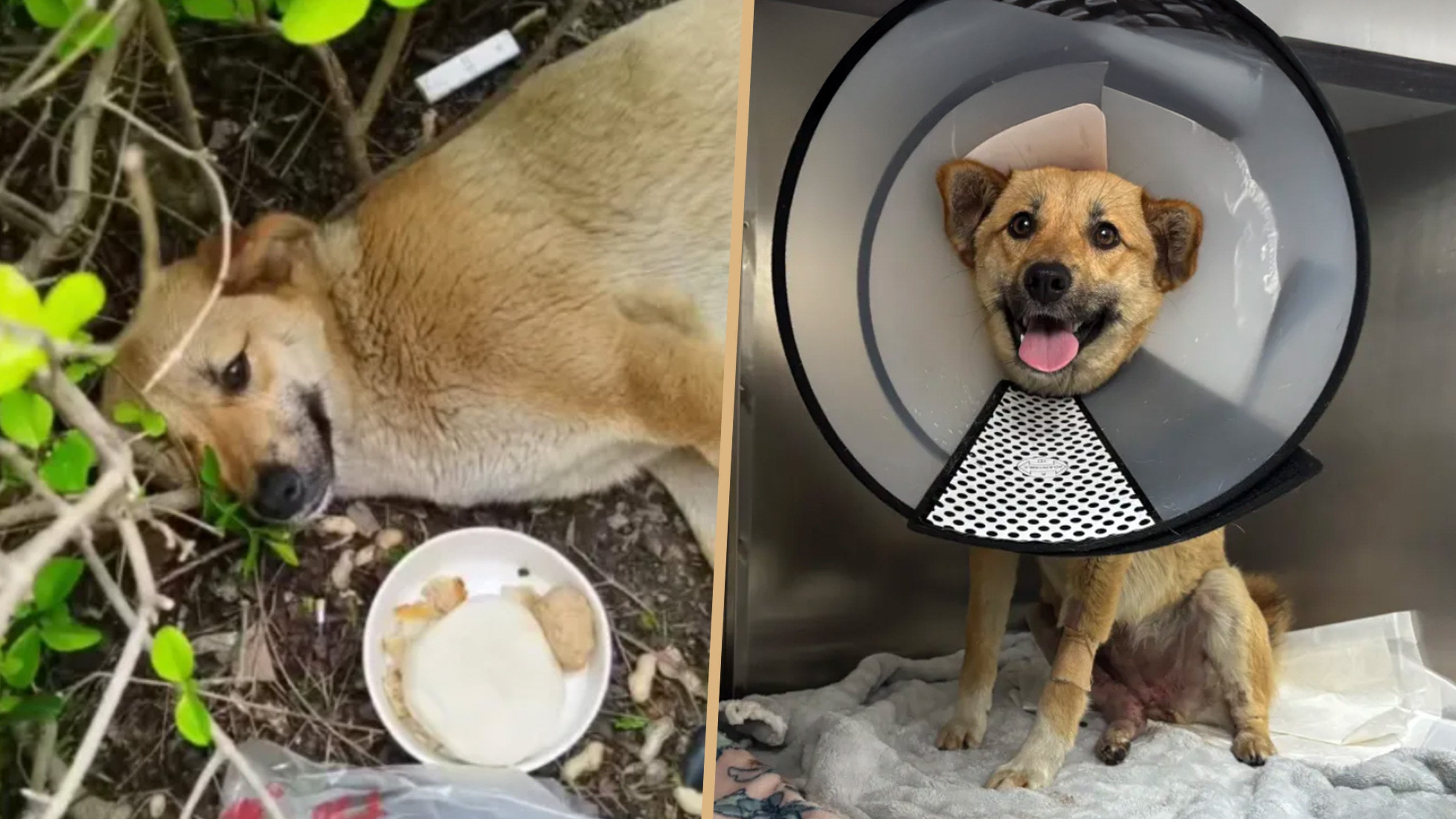 A stray dog named “Station Master Huang” has become a local hero after being injured in a car accident near a high-speed train station. Photo: SCMP composite/Douyin