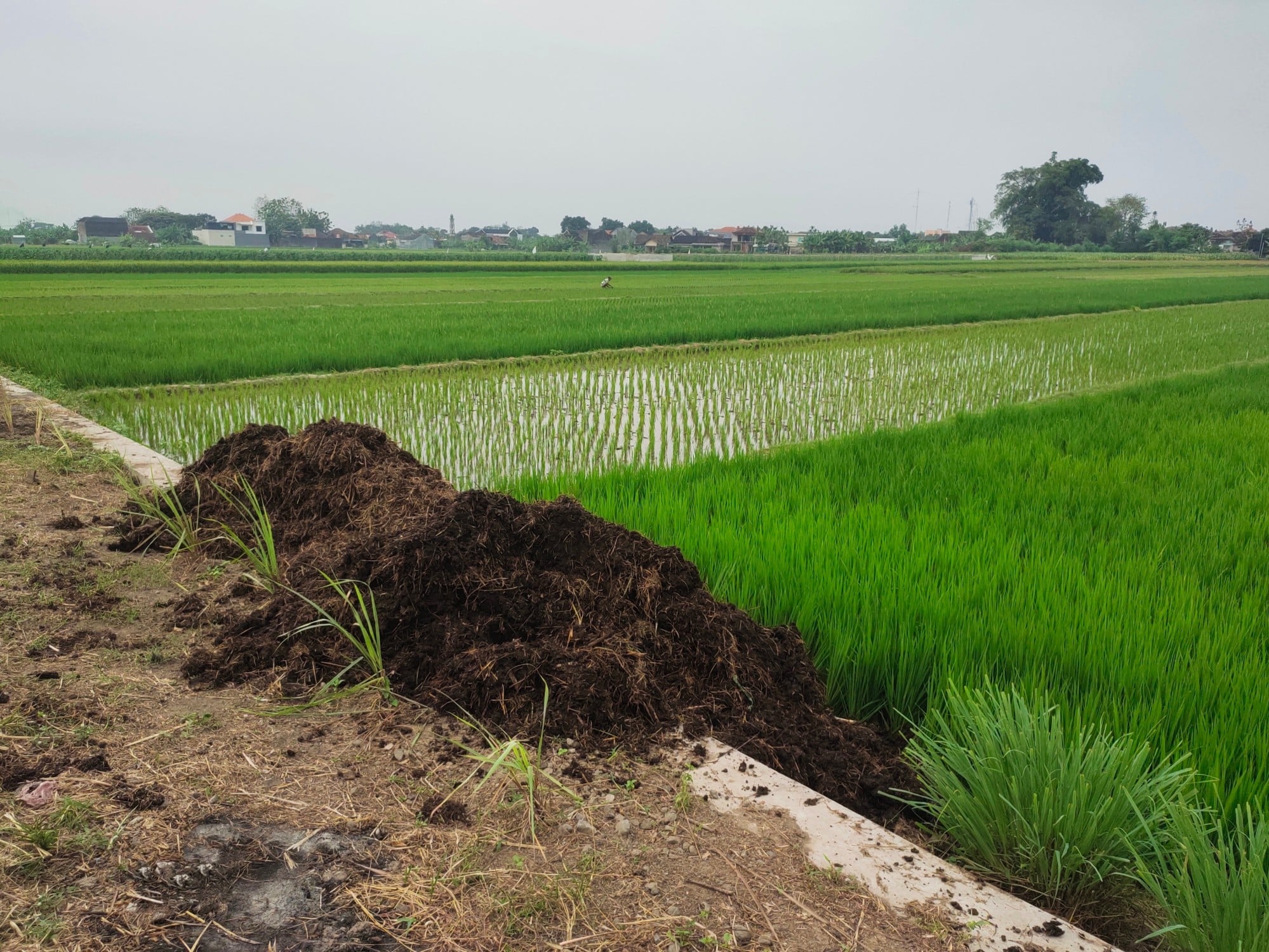 Cow dung piled at the edge of a field. Yang smeared himself with the stuff to disguise his scent during his escape. Photo: Shutterstock