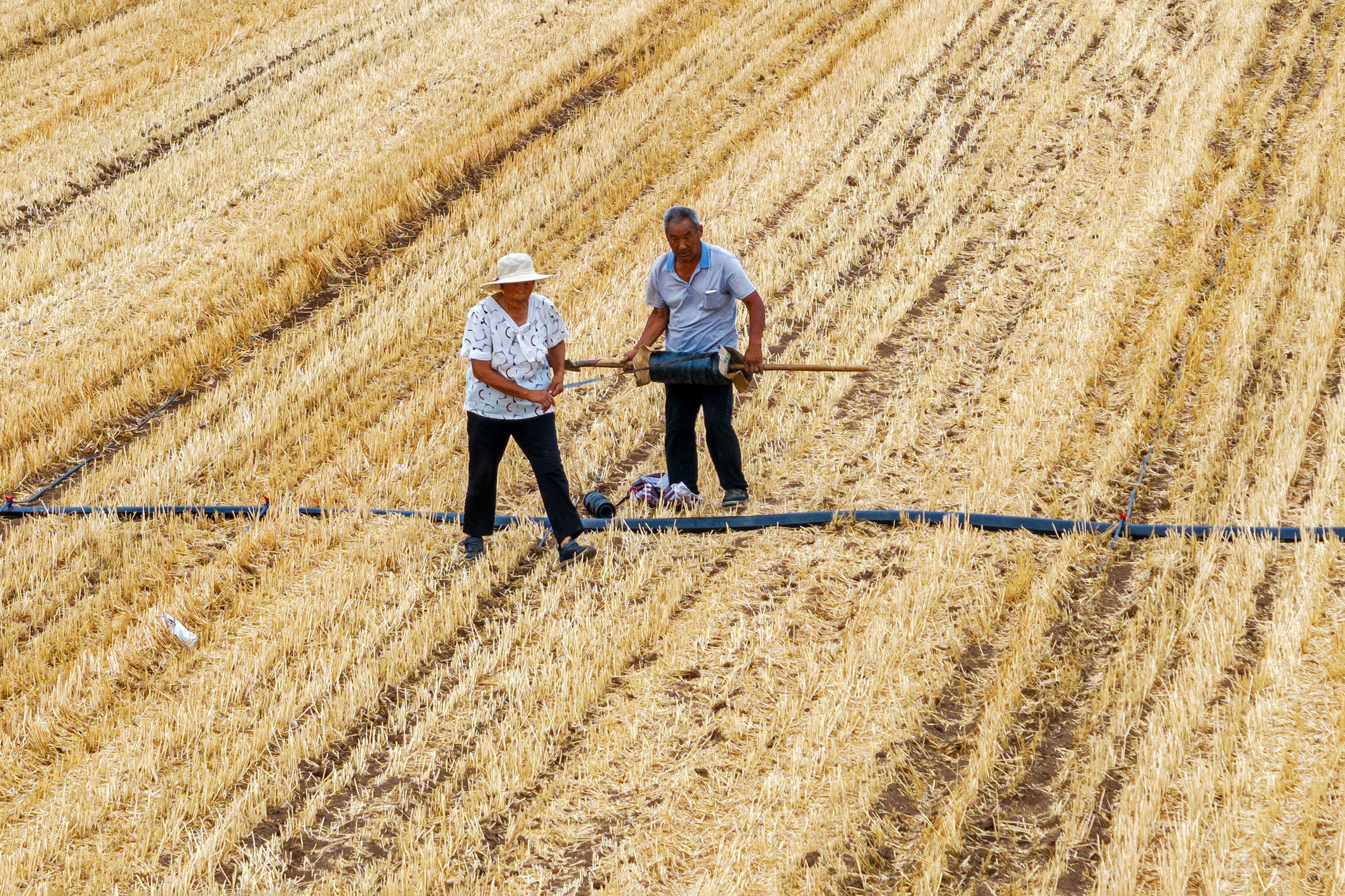 Farmers in Hebi, Henan province, water newly sown corn in June 2024 after an El Nino event that lasted around a year. Photo: Costfoto/NurPhoto via Getty Images