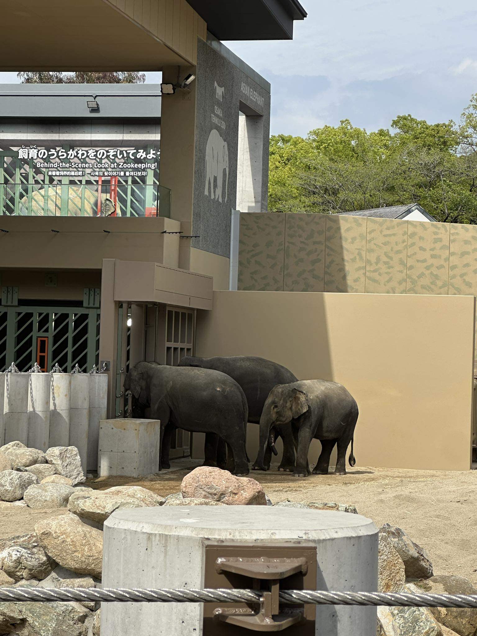 The three Malaysian elephants were sent to Osaka’s Tennoji Zoo last month. Photo: Facebook/mazlanzonan