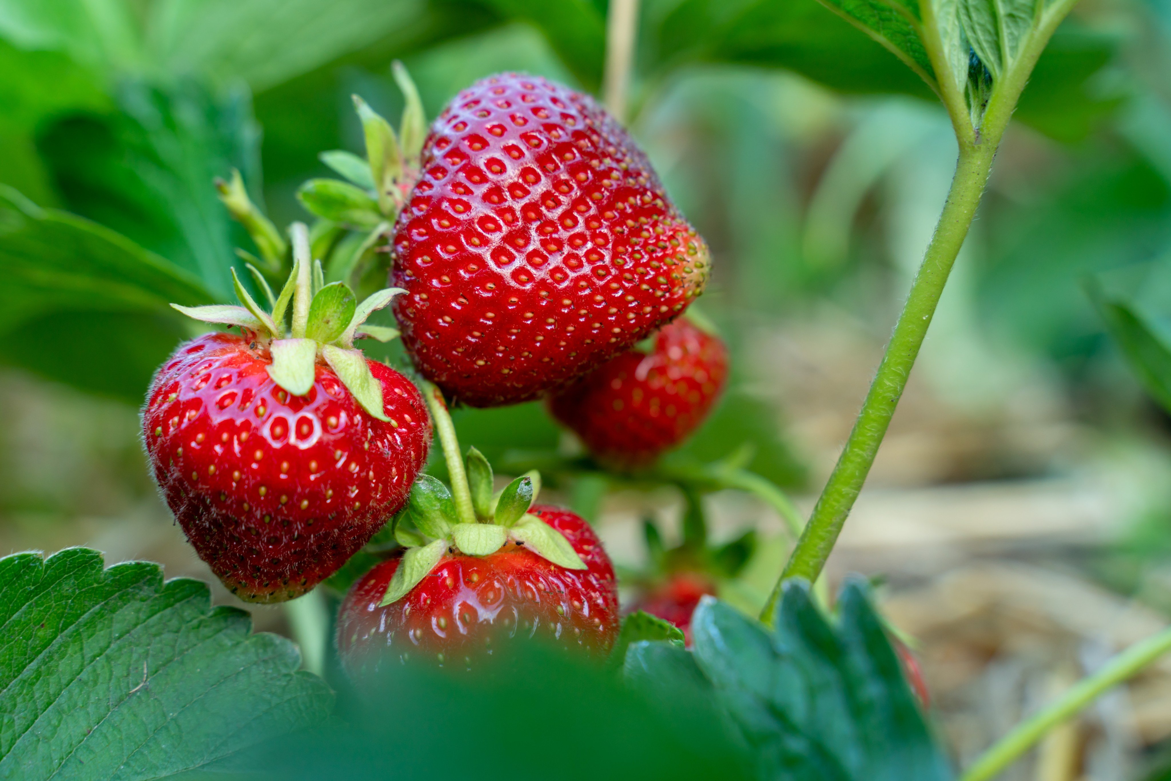 It sounds strange, but strawberries are not technically a fruit! Photo: Shutterstock
