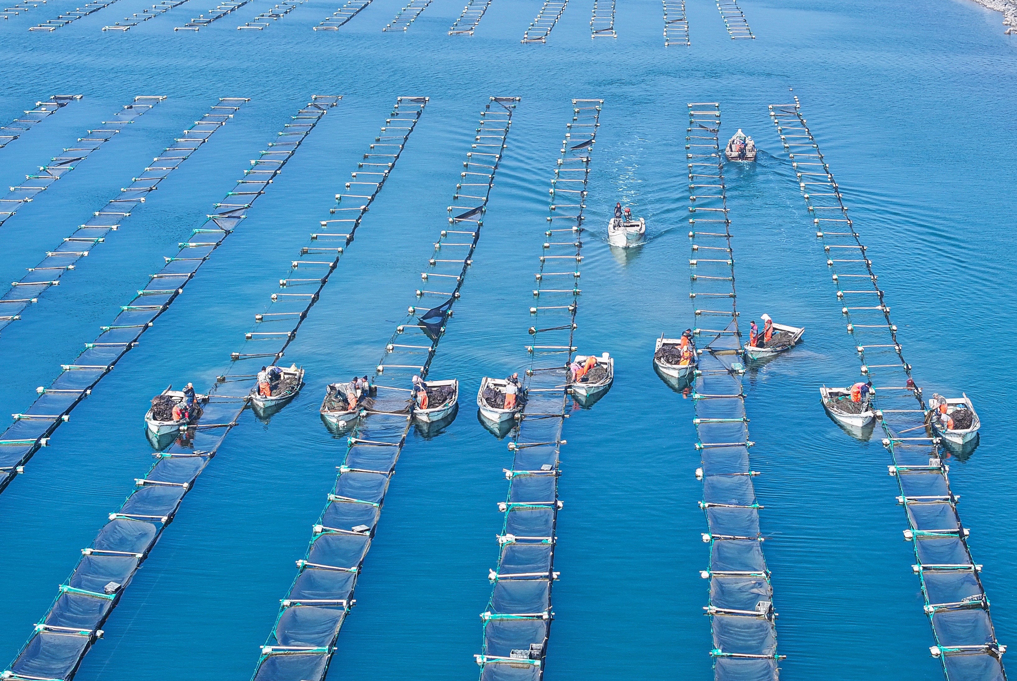 Aquaculture workers check sea cucumber growth at a marine farm in China's eastern Shandong province. Photo: Xinhua
