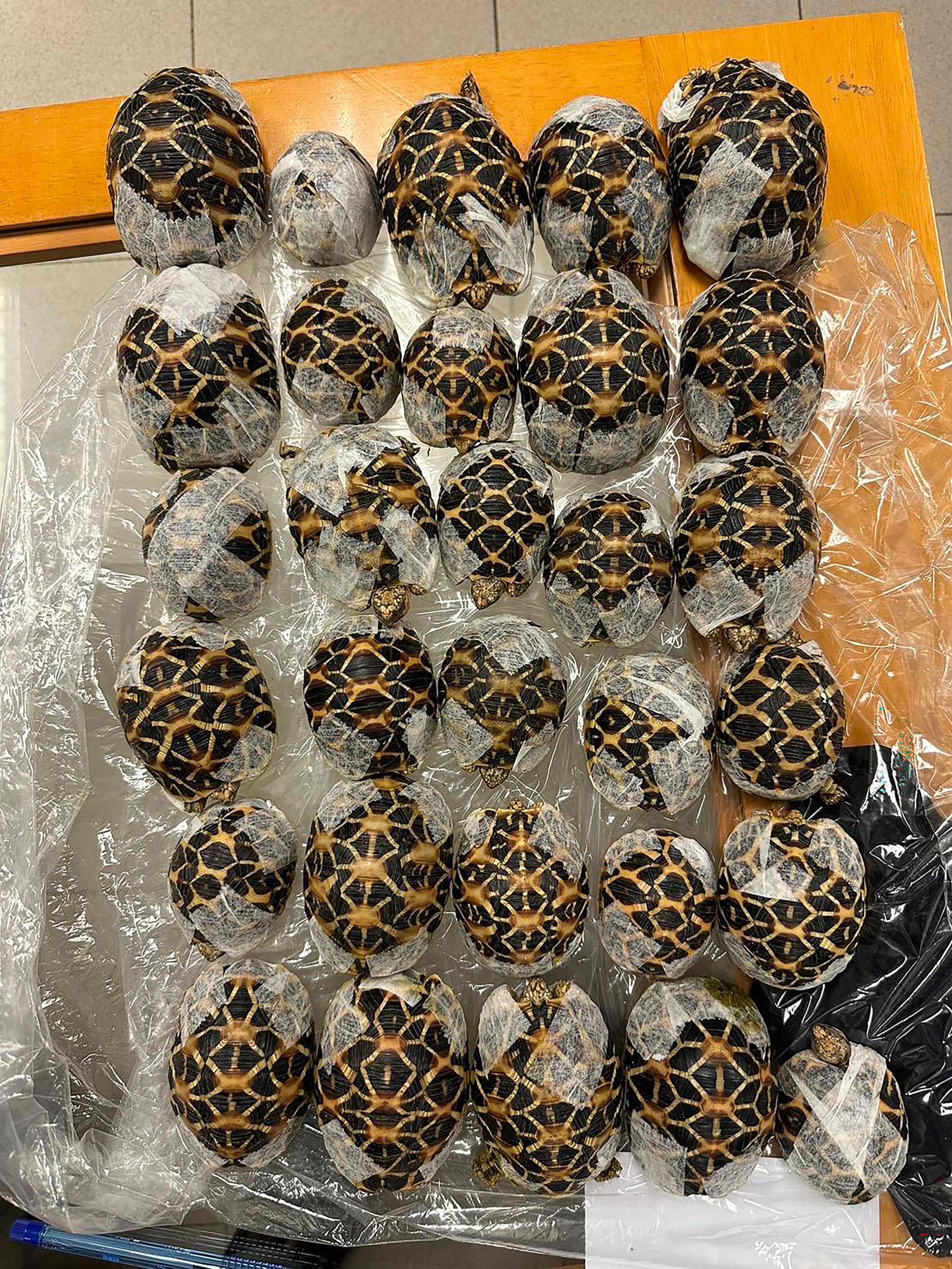 Indian star tortoises confiscated from a woman attempting to travel with them at Suvarnabhumi International Airport in Bangkok on Wednesday. Photo: Thailand’s Department of National Parks, Wildlife and Plant Conservation / AFP