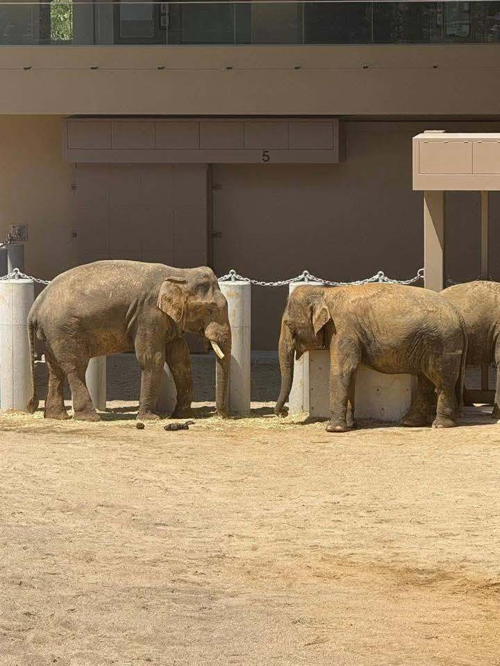 The three Malaysian elephants stand in their enclosure at the Tennoji Zoo in Osaka. Photo: Facebook/The Patriot Studio